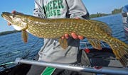The DNR says Gull Lake has the right stuff to be a fishing destination for quality northern pike, without affecting the core walleye fishery. 