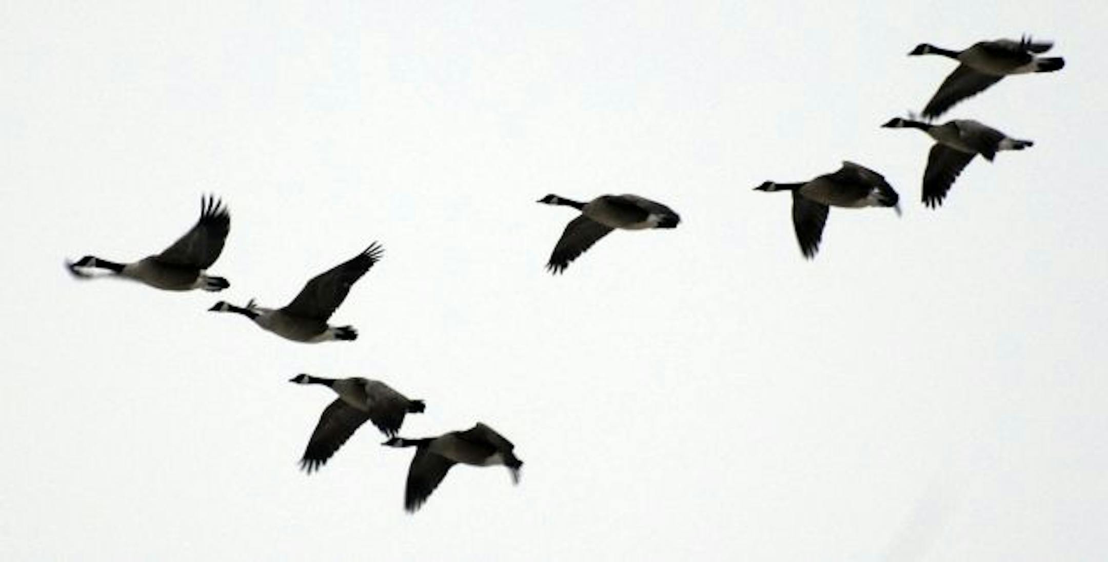 Canada geese