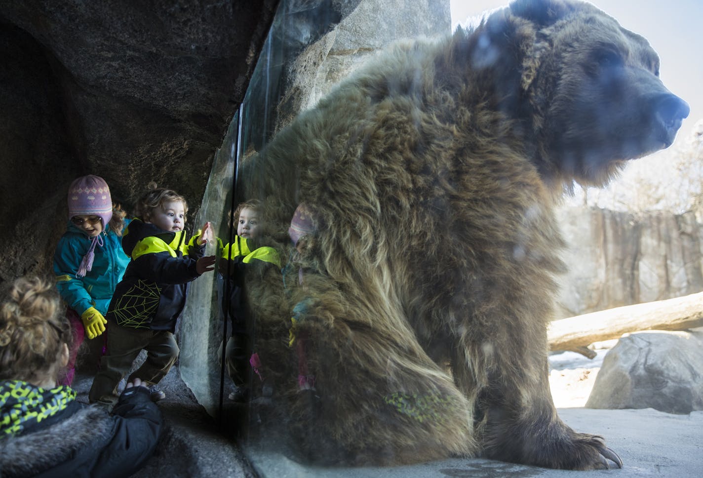 From the left; Mya Lamb, 4, Nicole Sysoev,5, and Arlo Lamb, 2, played around the area where a grizzly bear had backed up into the glass at the Russia's Grizzly Coast exhibit at the Minnesota Zoo on Monday, February 13, 2017 in Apple Valley, Minn. ] RENEE JONES SCHNEIDER &#x2022; renee.jones@startribune.com