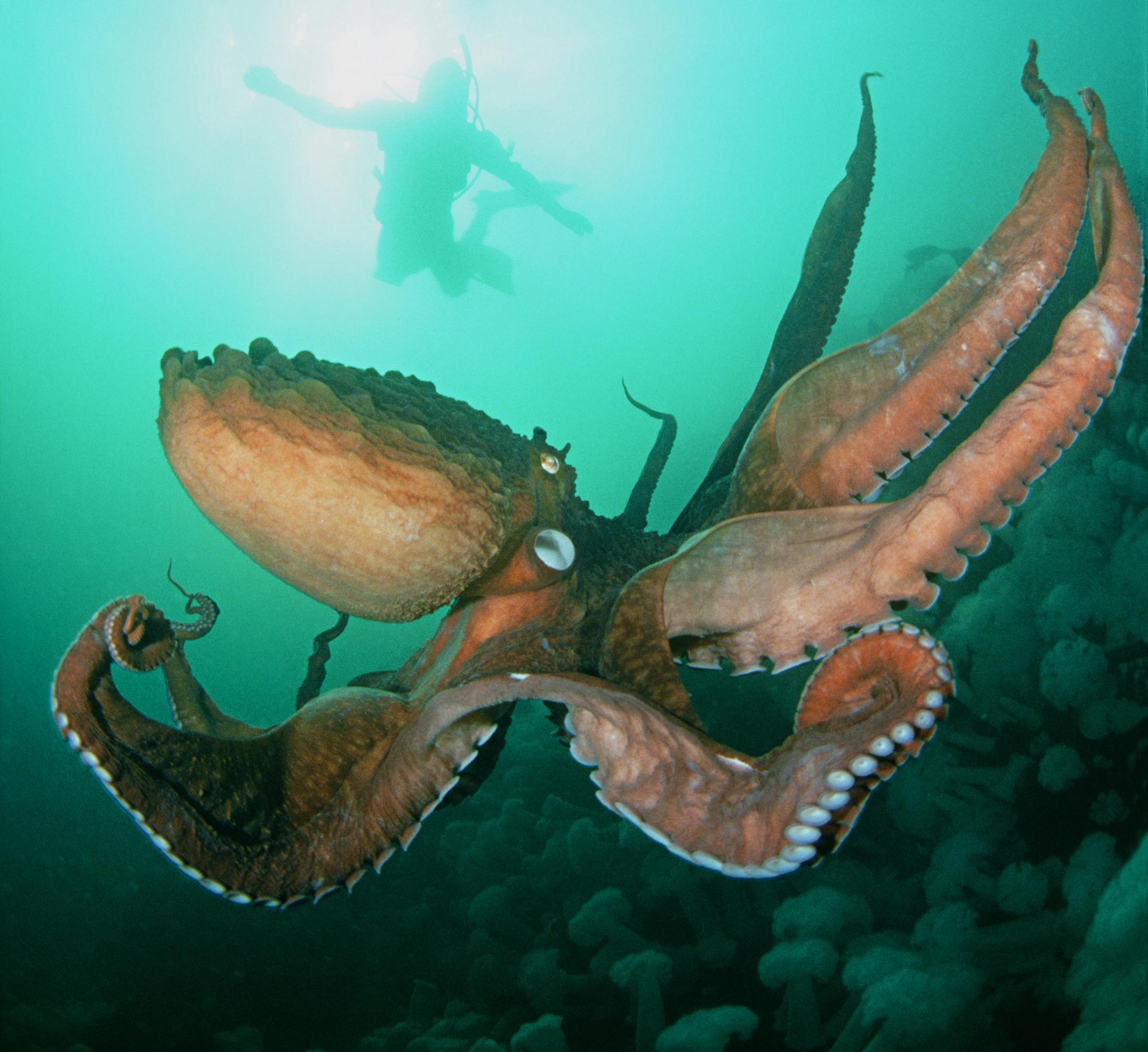 Pacific Giant Octopus (Photo Credit: IM Global/David Fleetham/naturepl.com) ORG XMIT: IM Global
