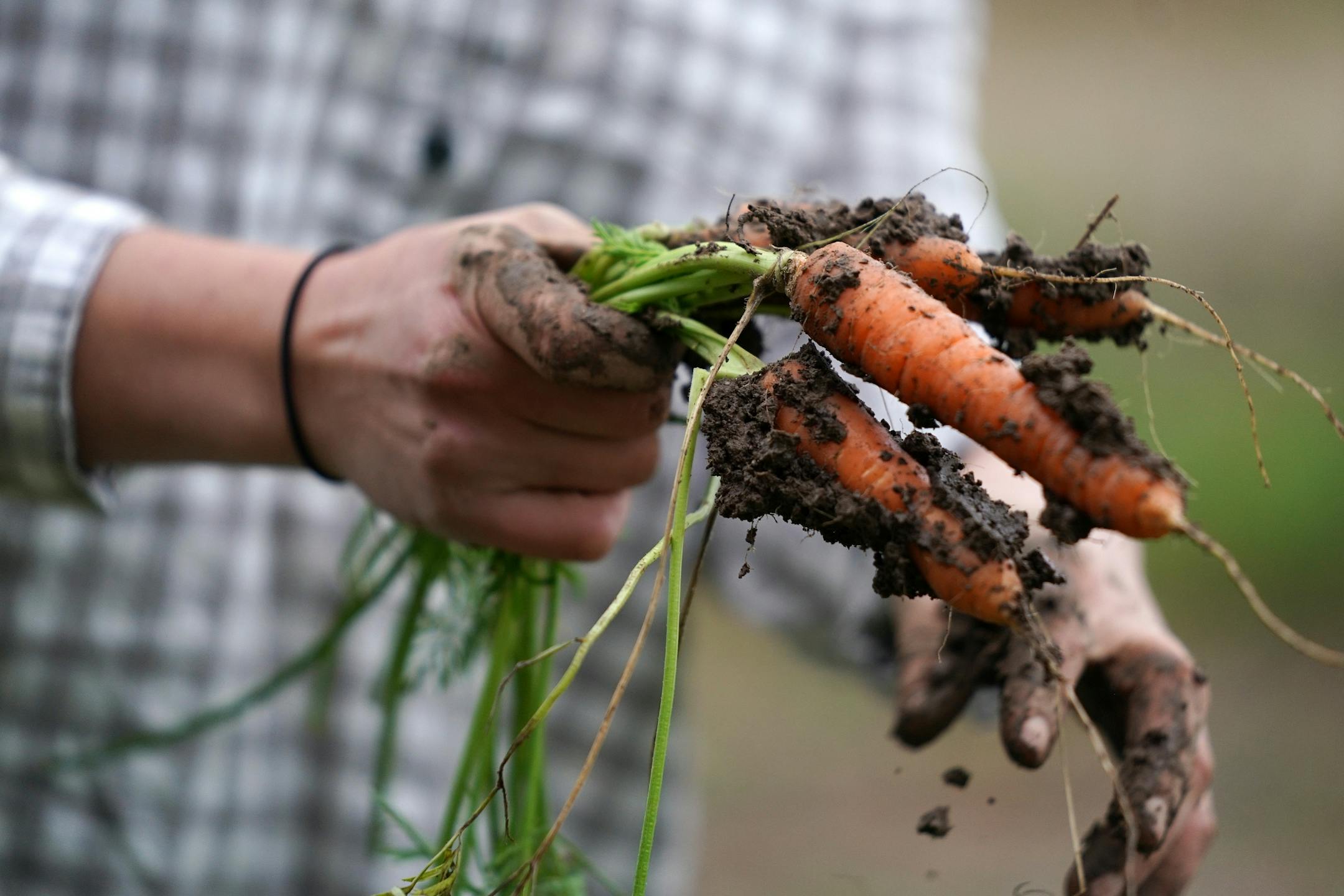 Kristin Pearson cleared dirt from carrots as she harvested them at her rented land.