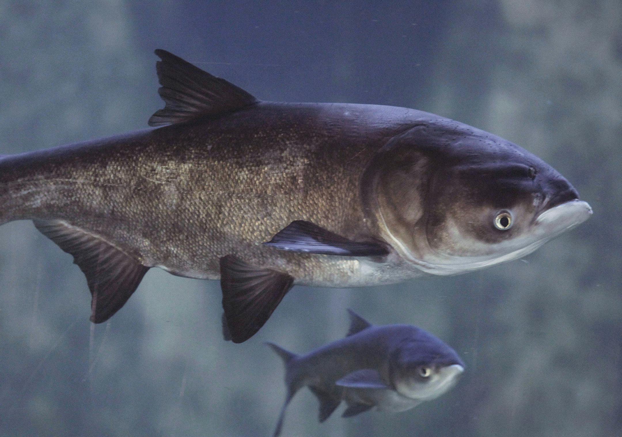 Asian bighead carp swim in an exhibit at Chicago's Shedd Aquarium.
