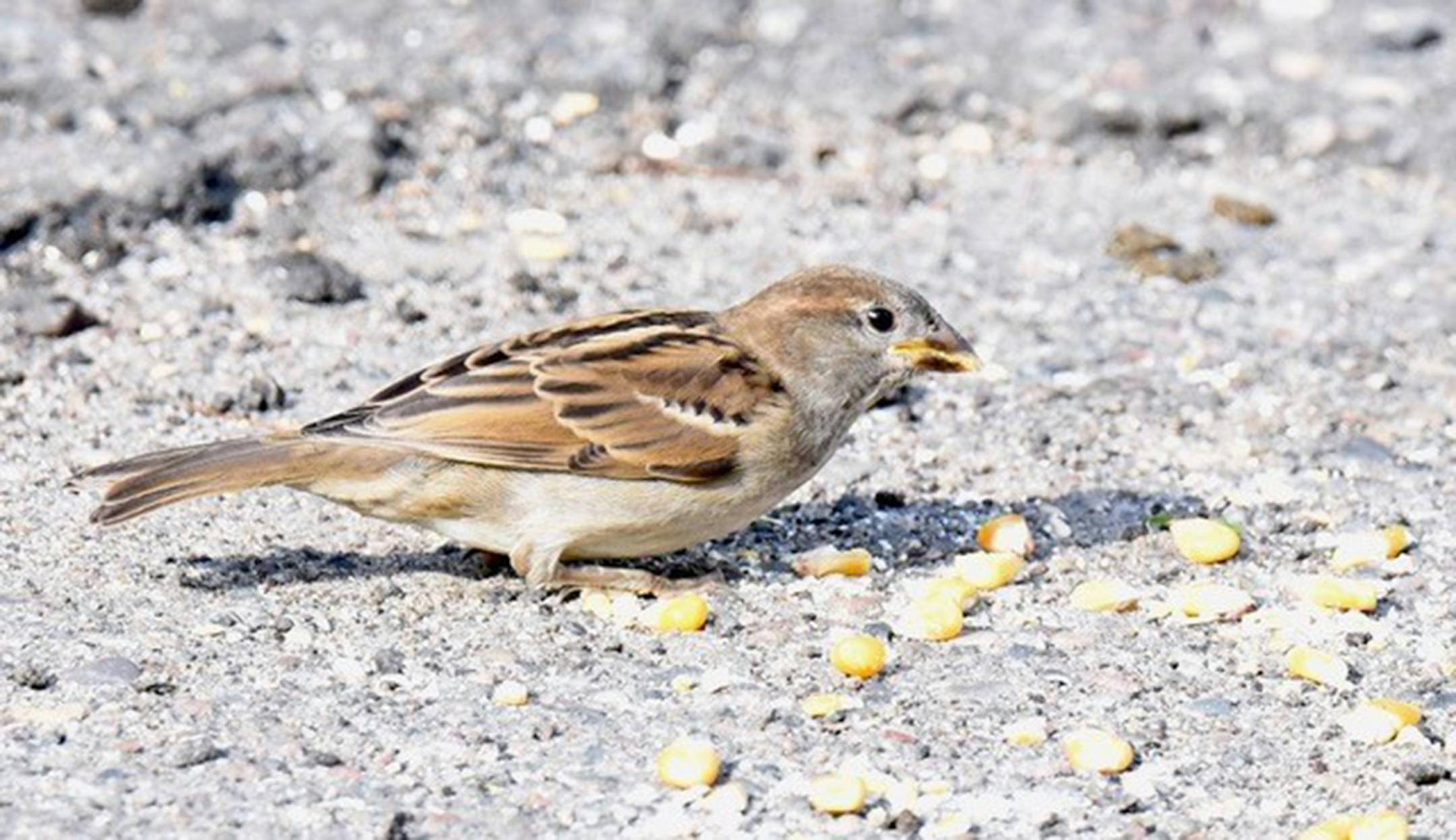 Female house sparrow. Jim Williams photo