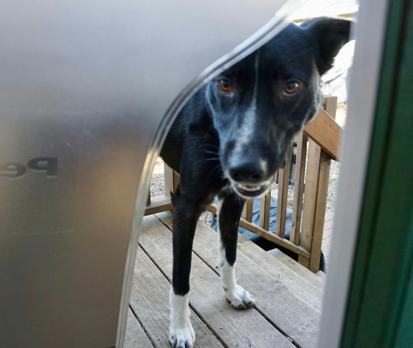 Angus will look through the dog door flap, but he won't go through it.