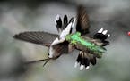 Hummingbirds fight for feeder rights