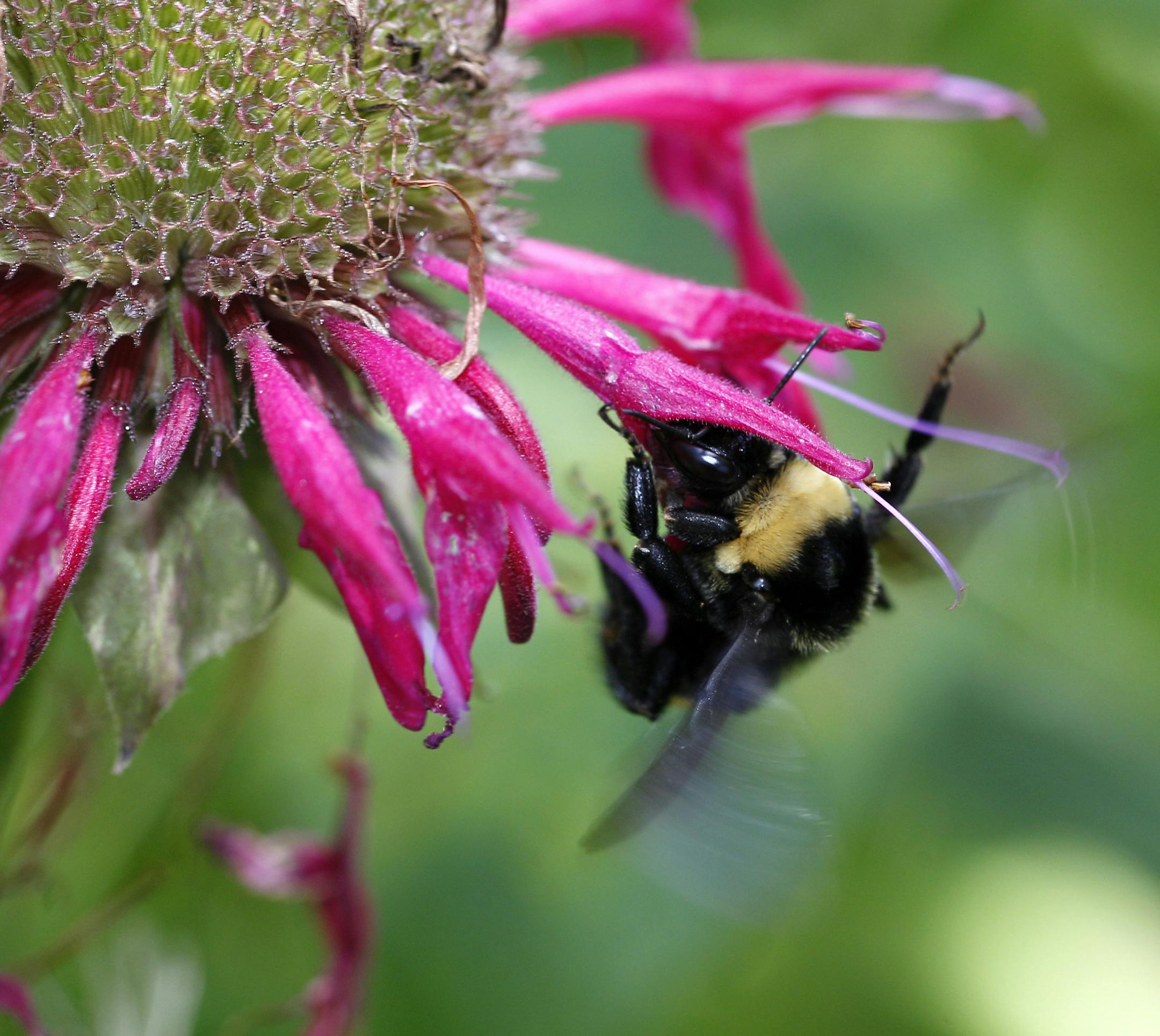 TOM WALLACE • twallace@startribune.com Assignment #20013552A Slug: beautiful12xx Date: July, 28, 2010 _ Beautiful Garden Series of the Curtis and Diane Dutcher home and garden _ IN THIS PHOTO ] The Curtis and Diane Dutcher home and garden in Brooklyn Park. Bees in the Beebalm "Monarda" in the backyard part of the garden.