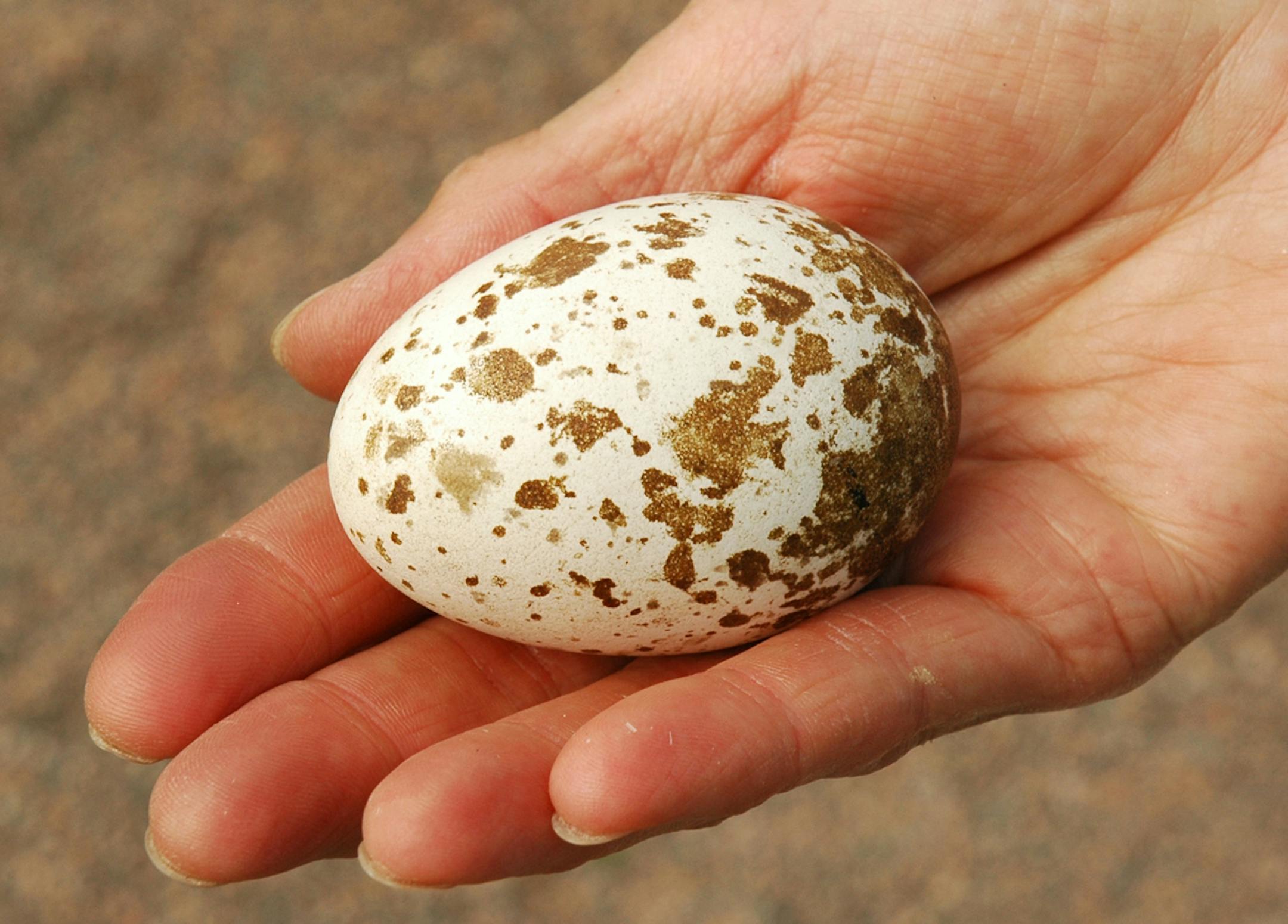 An osprey egg. The open nest demands protective coloration for the eggs. credit: Jim Williams, special to the Star Tribune