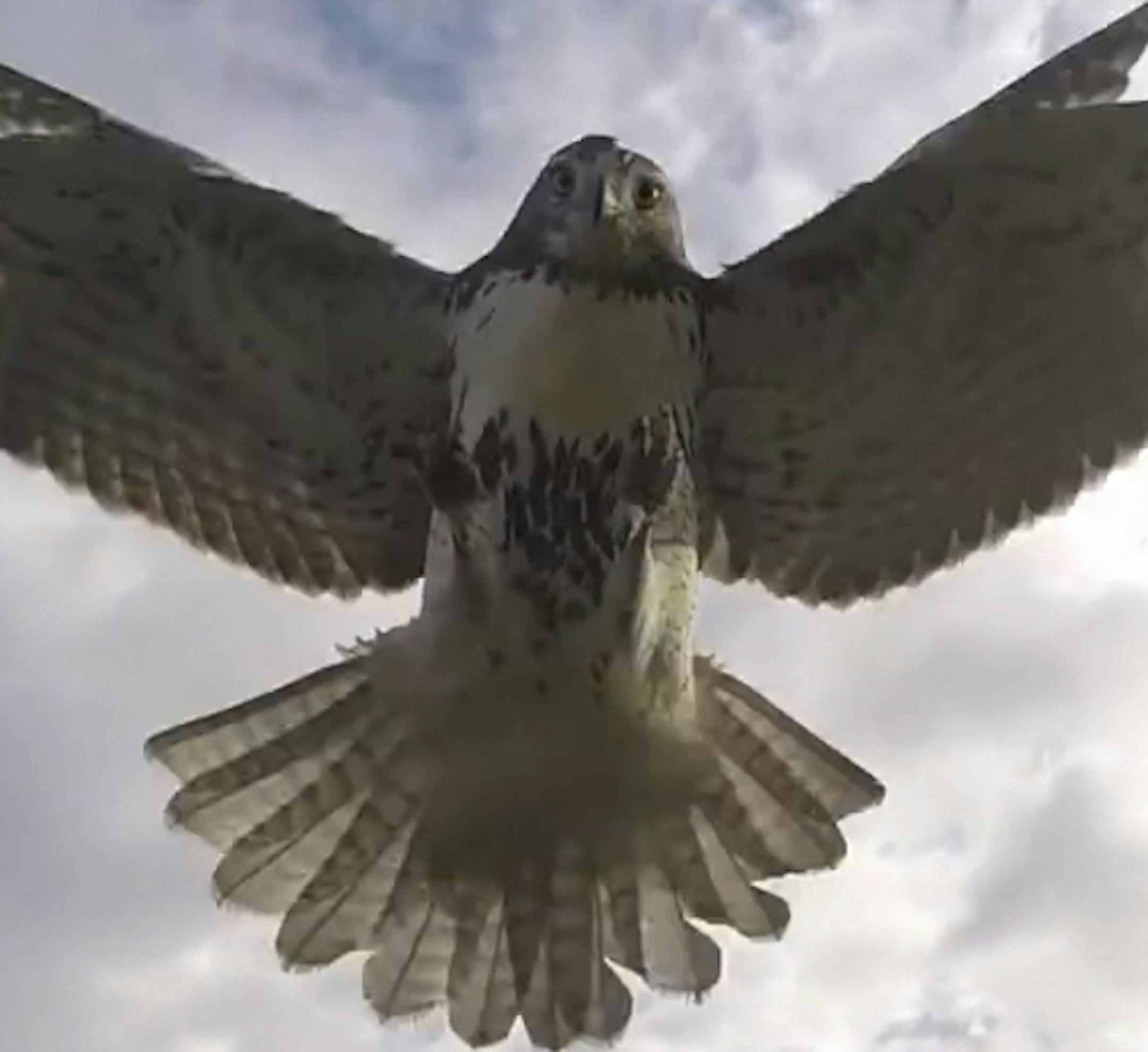 In an undated handout photo a red-tailed Hawk swoops down on a drone. Animals increasingly must contend with airborne paparazzi, some sent skyward by well-meaning research scientists. (Christopher Schmidt via The New York Times) -- NO SALES; FOR EDITORIAL USE ONLY WITH STORY SLUGGED SCI DRONES WILDLIFE BY FERRIS JABR. ALL OTHER USE PROHIBITED. --