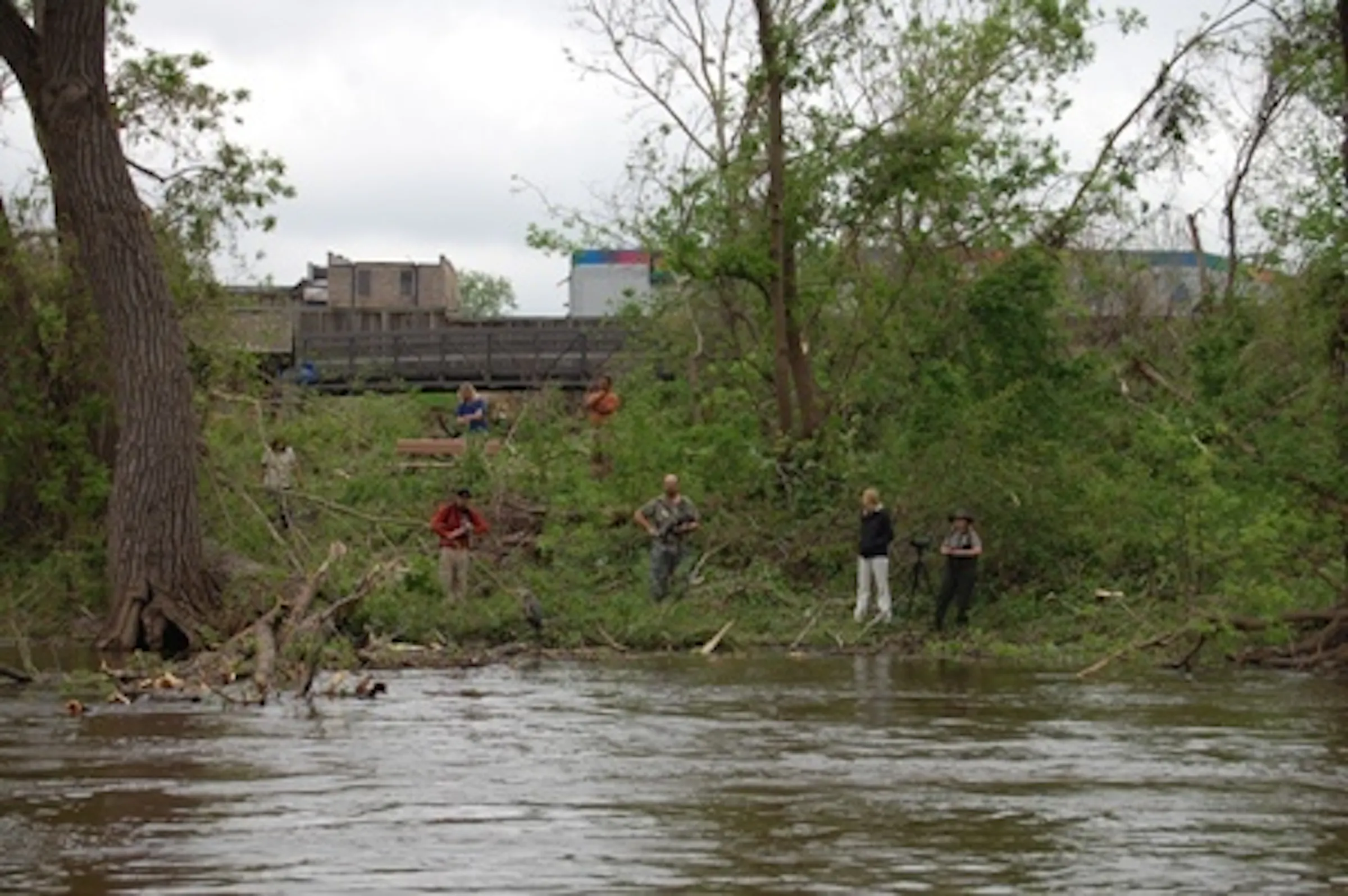 Heron rookery devastated