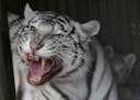 A two-month old cub of rare white Indian tiger hides behind its mother Surya Bara at a zoo in the city of Liberec, Czech Republic, Tuesday, April 26, 