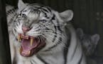 A two-month old cub of rare white Indian tiger hides behind its mother Surya Bara at a zoo in the city of Liberec, Czech Republic, Tuesday, April 26, 