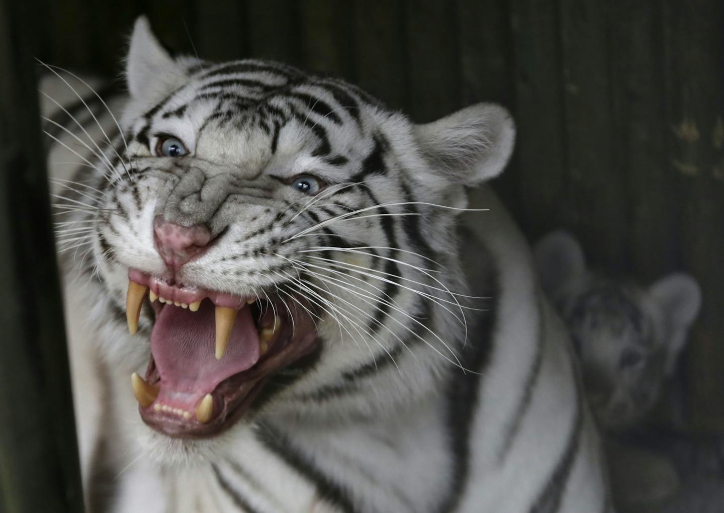 A two-month old cub of rare white Indian tiger hides behind its mother Surya Bara at a zoo in the city of Liberec, Czech Republic, Tuesday, April 26, 2016.