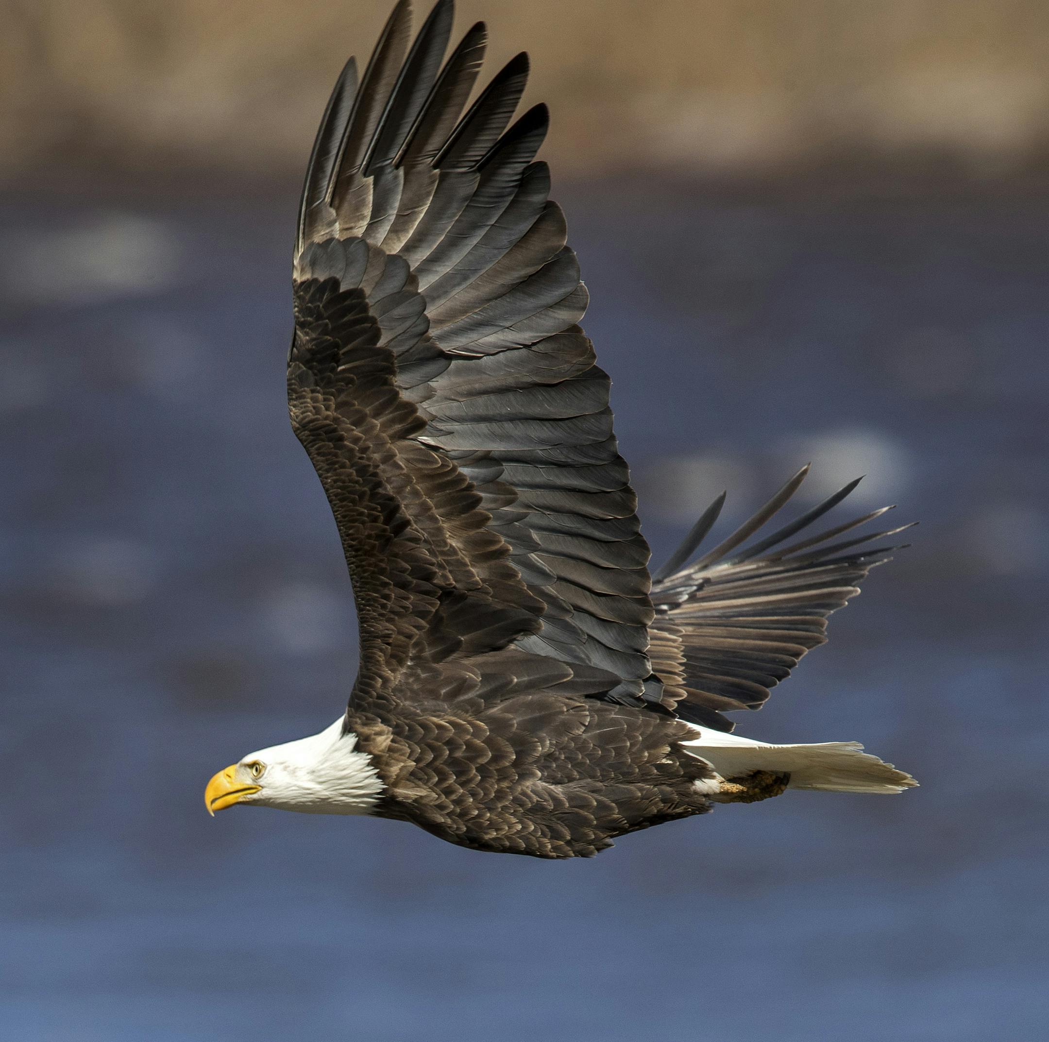 March is the premier month for eagle viewing in southeastern Minnesota and resident and migratory birds congregate in the Mississippi River Valley. Here, Eagles were spotted Wednesday along the Mississippi River near Reeds Landing. ] BRIAN PETERSON ï brian.peterson@startribune.com
Reeds Landing, MN 03/09/17