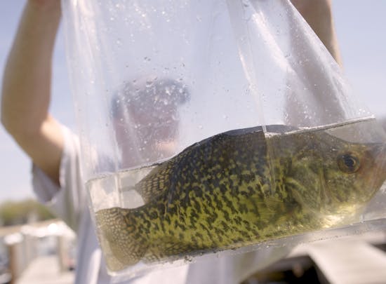 Minnesota Bound Crappie Contest nets 1.23-pounder on Lake Minnetonka