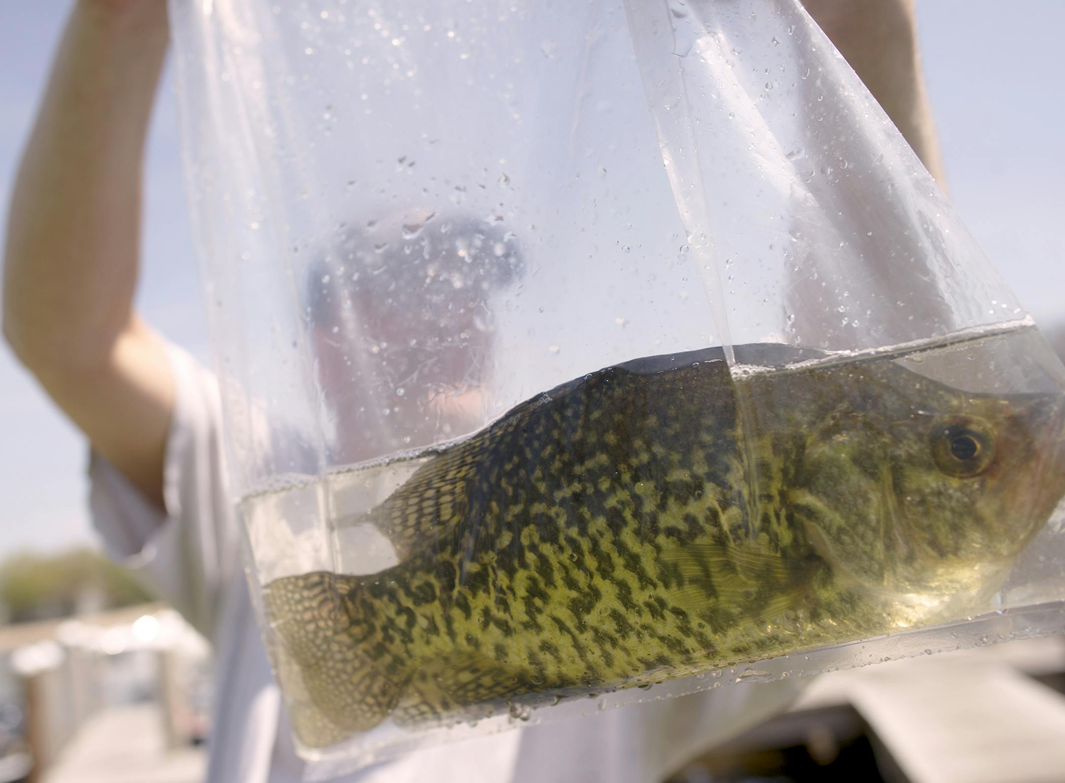 Fisherman Steve Frisch holds up his best Crappie of the day as he comes in after the 2015 Lake Minnetonka Crappie Contest held at Lord Fletcher's in Orono, MN. ] (Matthew Hintz, Orono, 050215).