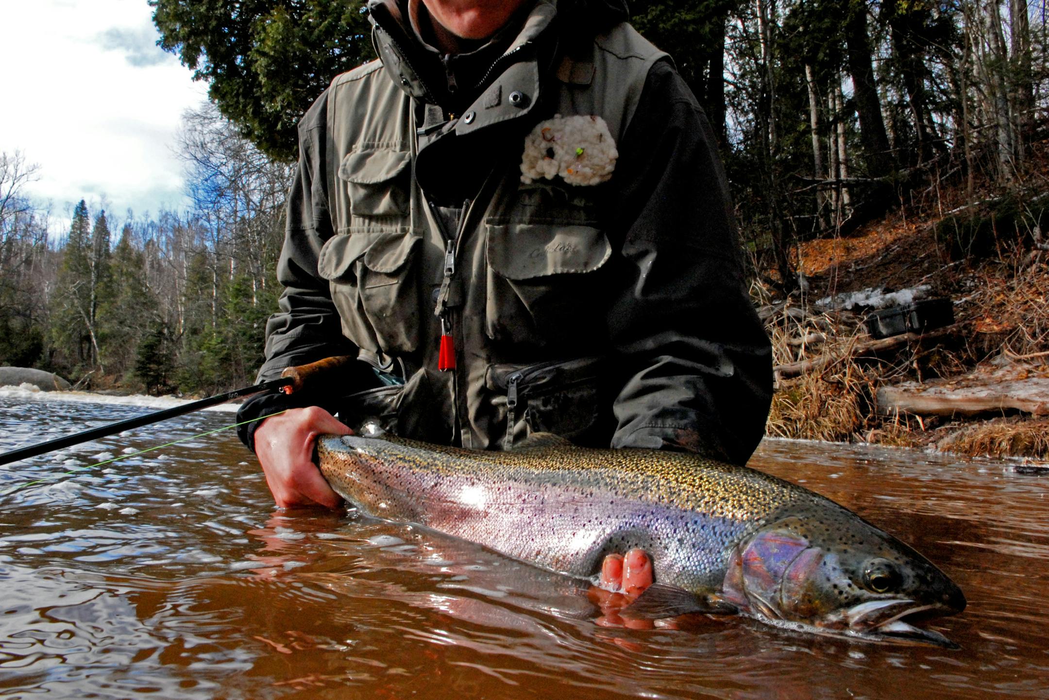 Steelhead like this one caught in a North Shore stream are prized the world over, as rare and wild a fish as has ever been sought. But their existence in Minnesota is a precarious one, dependent on a delicate balance of water and resource protection. ORG XMIT: MIN2013040508425119