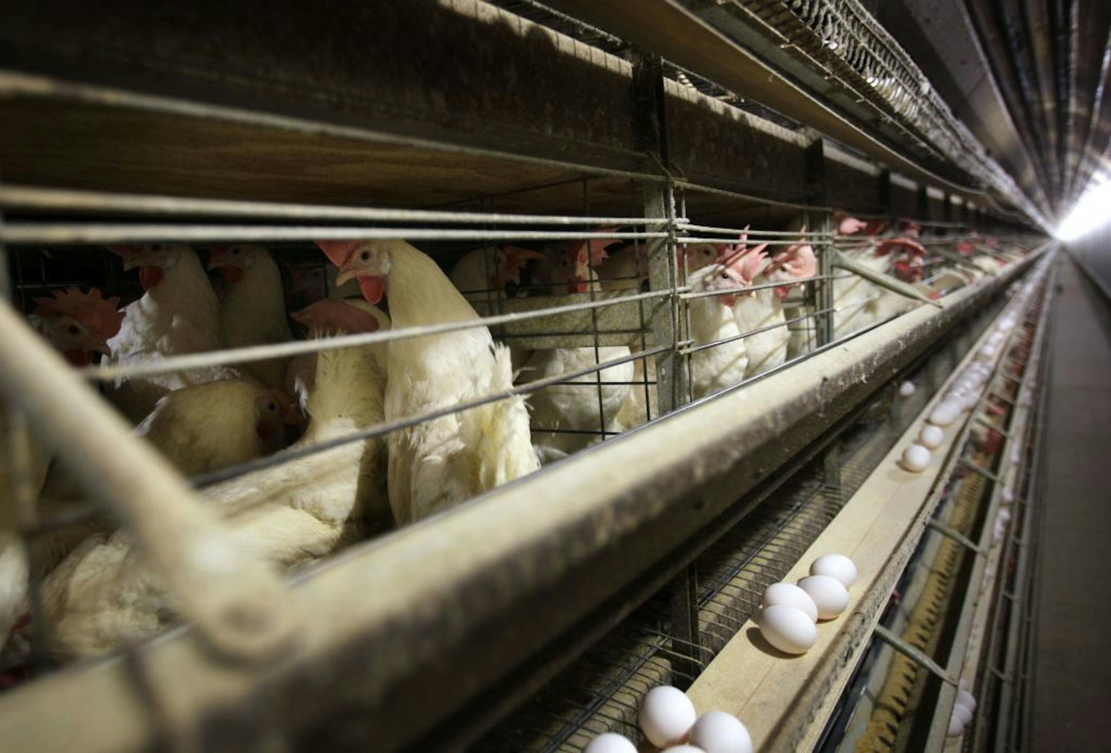 FILE - In this Nov. 16, 2009 file photo, chickens stand in their cages at a farm near Stuart, Iowa. Discovery of the bird flu on an Iowa turkey farm has raised serious concerns that the bird killer could find its way into chicken barns in the nation�s top egg-producing state and rapidly decimate the flocks that provide the U.S. with its breakfast staple.