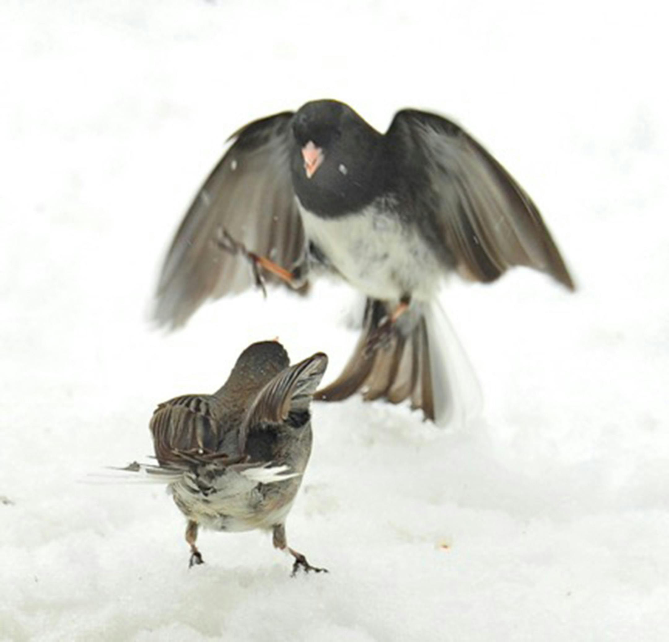Photo by Jim Williams ìBack off!î the junco in the foreground advises the other bird, because its lower rank means it should wait for dominant birds to feed first.