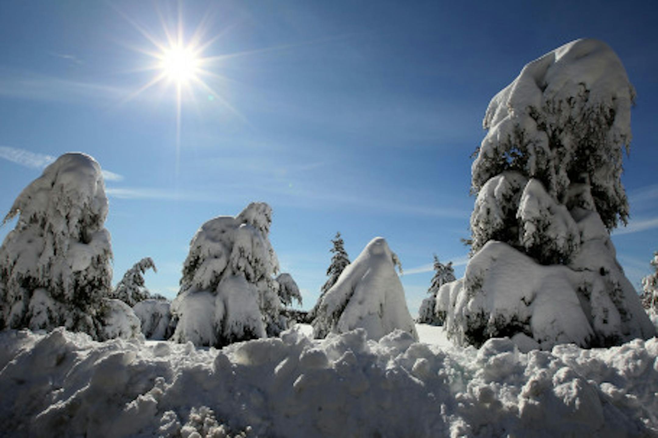 OWINGS, MD. - FEBRUARY 07: Snow clings to trees on February 7, 2010 in Owings, Maryland. The Washington DC area was hit with a major snow storm leaving much of the area with over two feet of snow.  (Photo by Mark Wilson/Getty Images)
