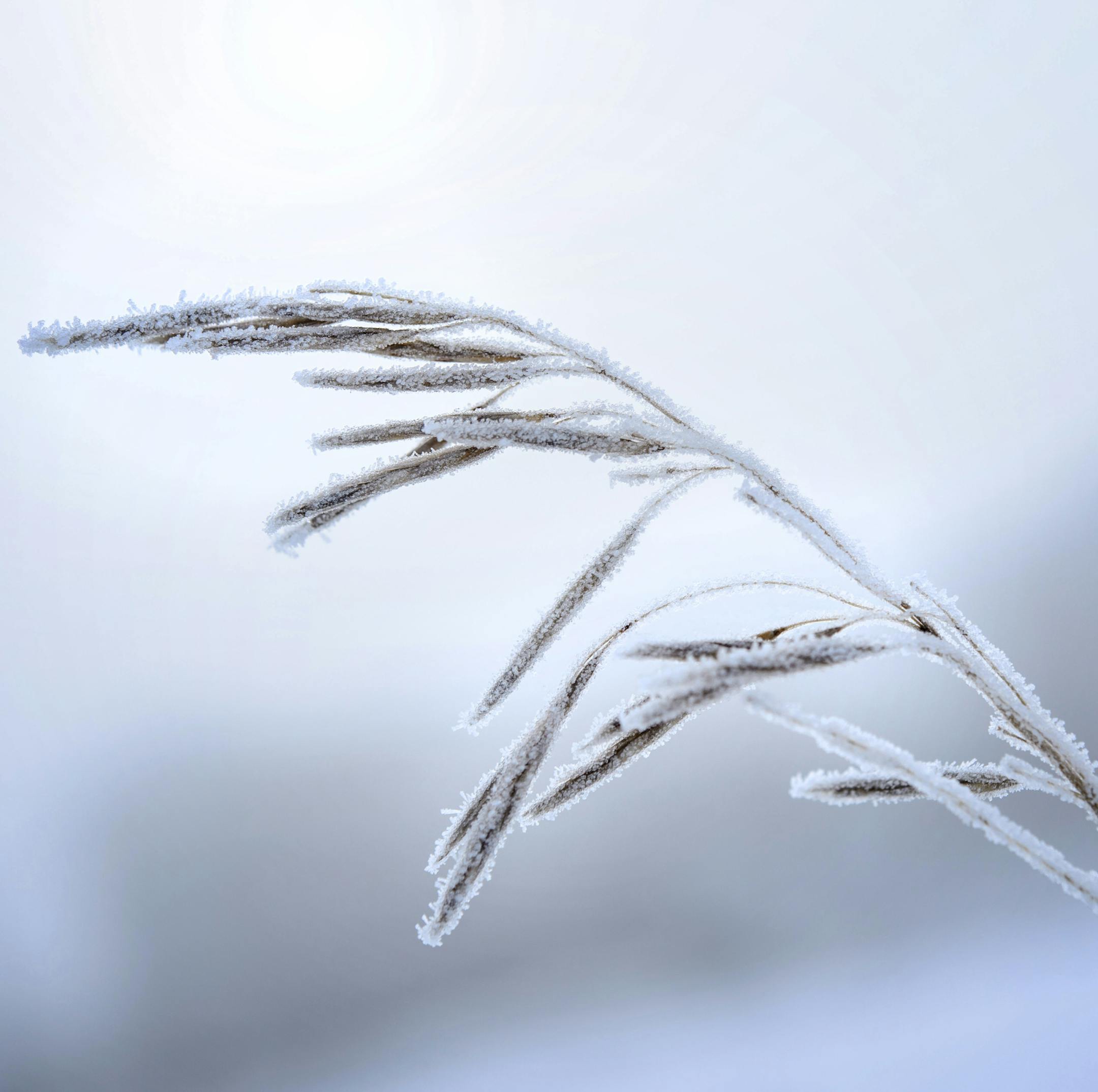 Dead weeds in an Apple Valley field provided the perfect canvas for mother nature to create frozen magic Monday morning, turning frozen fog into hoar frost. ] GLEN STUBBE * gstubbe@startribune.com Monday, February 1, 2016