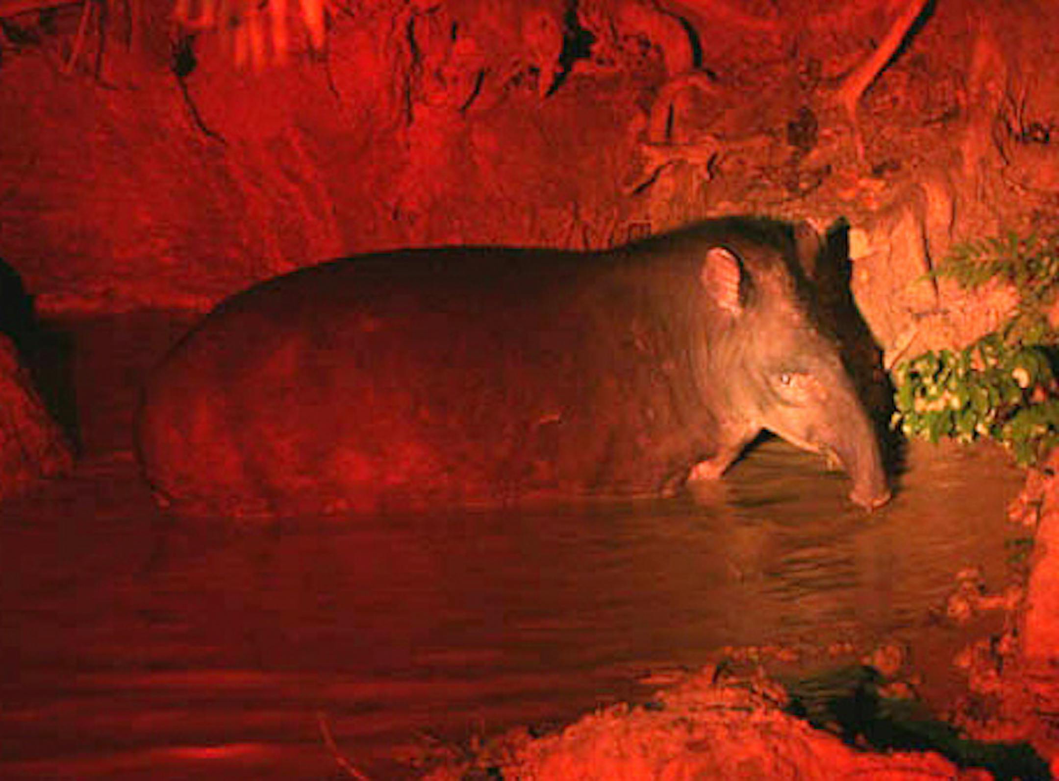 The search for the elusive tapir. Well, here he is.