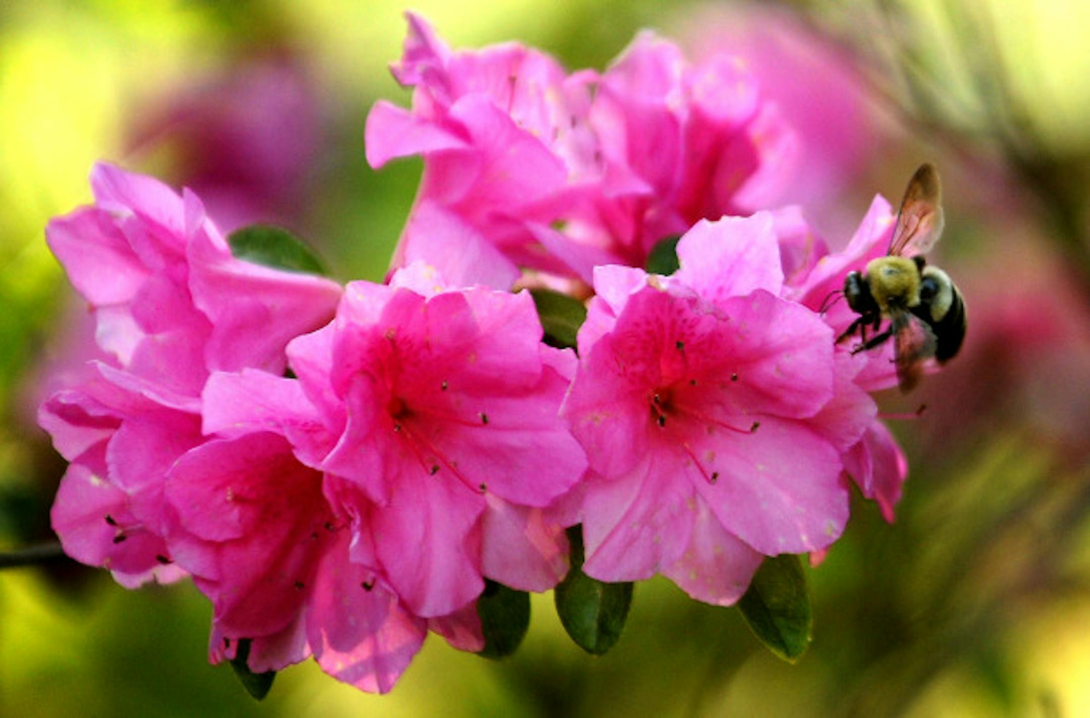 A bumble bee lands on the blossom of an azalea in search of nectar near Springville  Ala., Wednesday March 28, 2012. The bees also transfer pollen that sticks to their legs to help pollinate other plants and flowers.  (The Birmingham News/Joe Songer) MAGS OUT