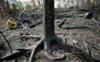 Greenwood fire leaves scars on the Superior National Forest