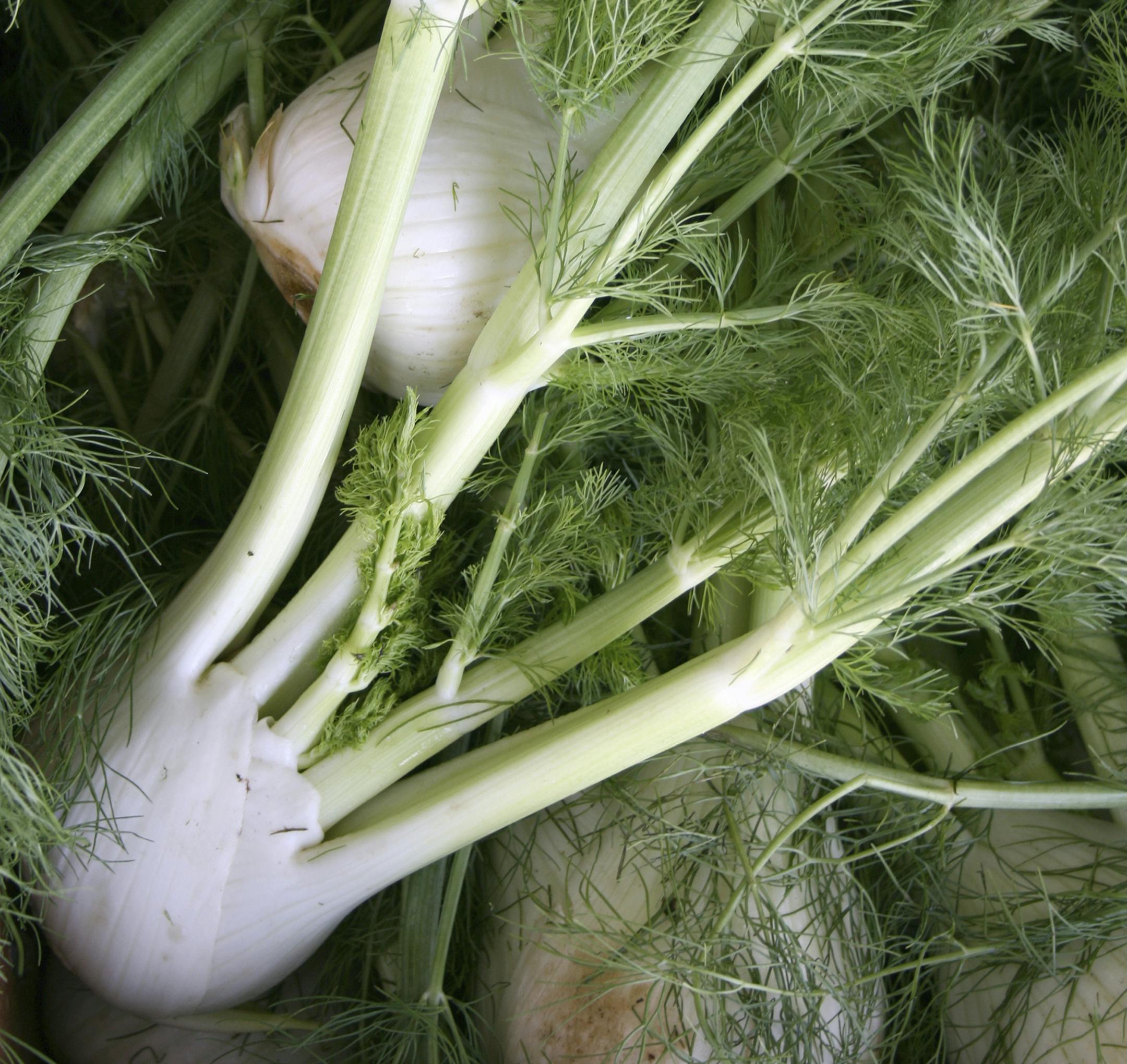 istock photo of fennel