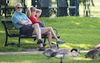 Ken and Betsy Roering, of Minneapolis, found a shady spot at Loring Park to watch a family of geese wander the edge of the Pond on Wednesday afternoon