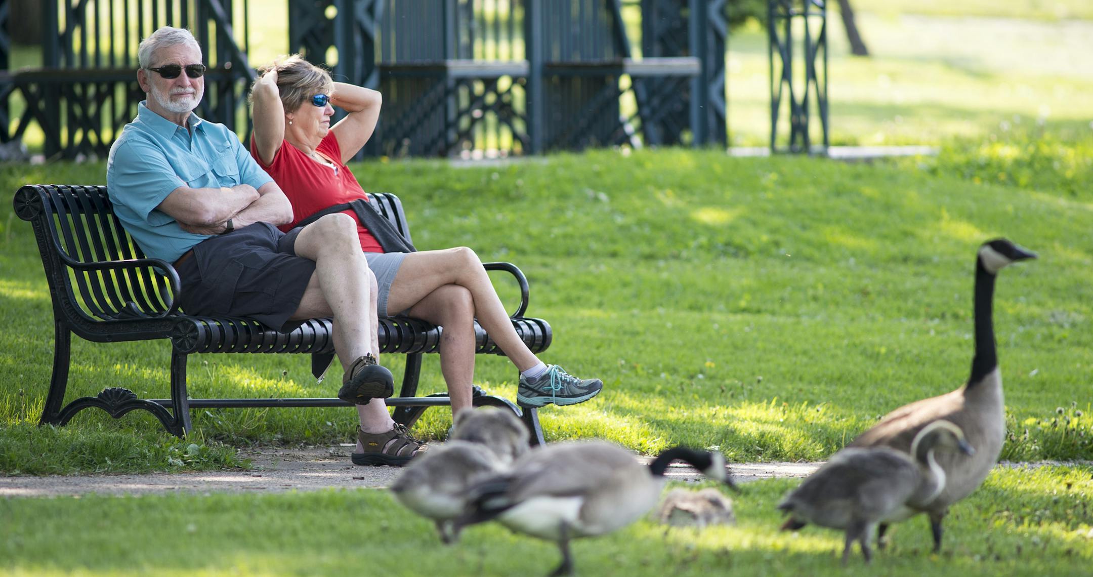 Ken and Betsy Roering, of Minneapolis, found a shady spot at Loring Park to watch a family of geese wander the edge of the Pond on Wednesday afternoon. ] Aaron Lavinsky • aaron.lavinsky@startribune.com Standalone photos from Loring Park photographed Wednesday, May 27, 2015.