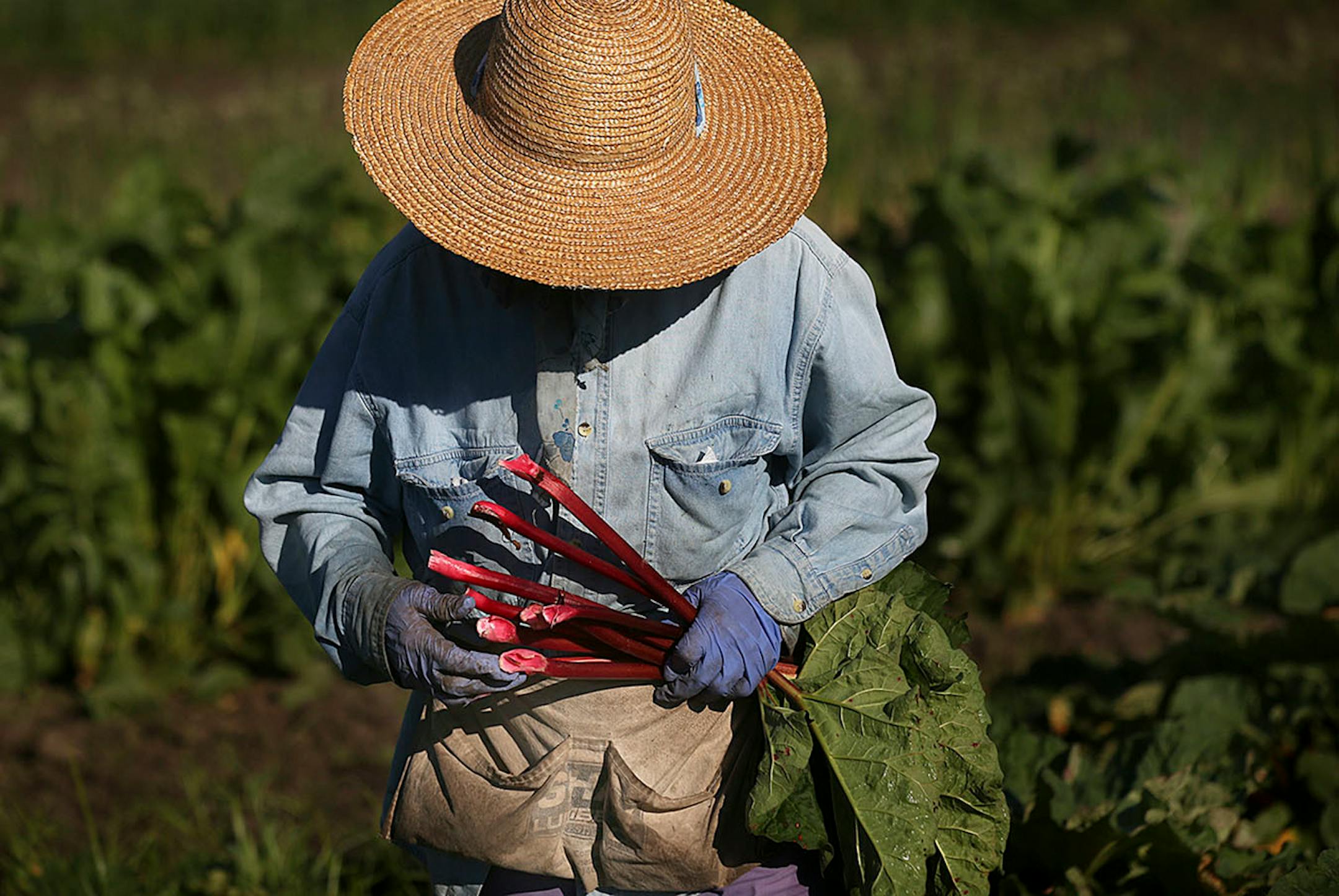 Phua Thao harvested rhubarb on the family farm in Spring Valley, WI. ]