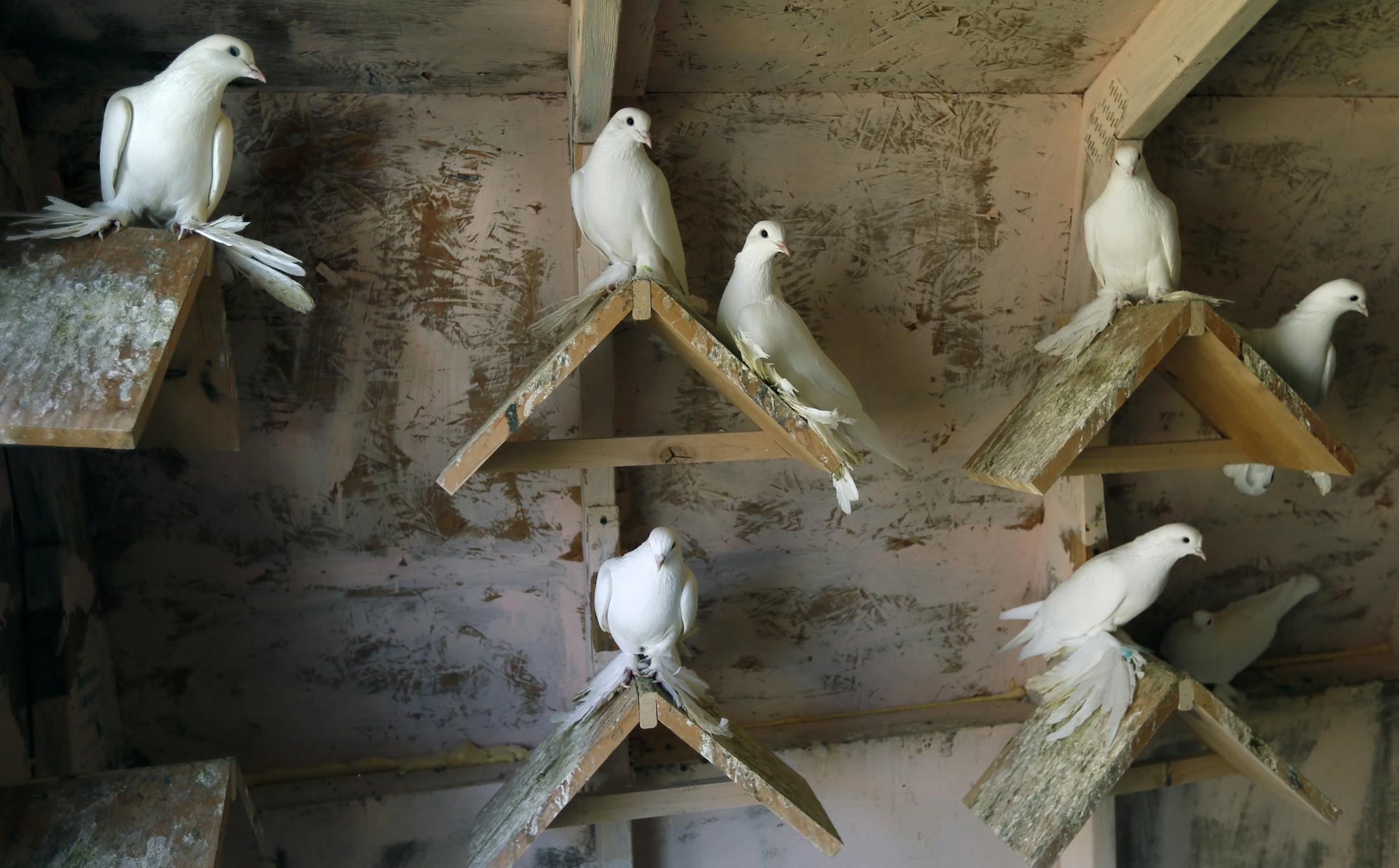 The rare pigeons, which are bred as a hobby, are housed in a back-yard coop, a practice not allowed under city ordinance.