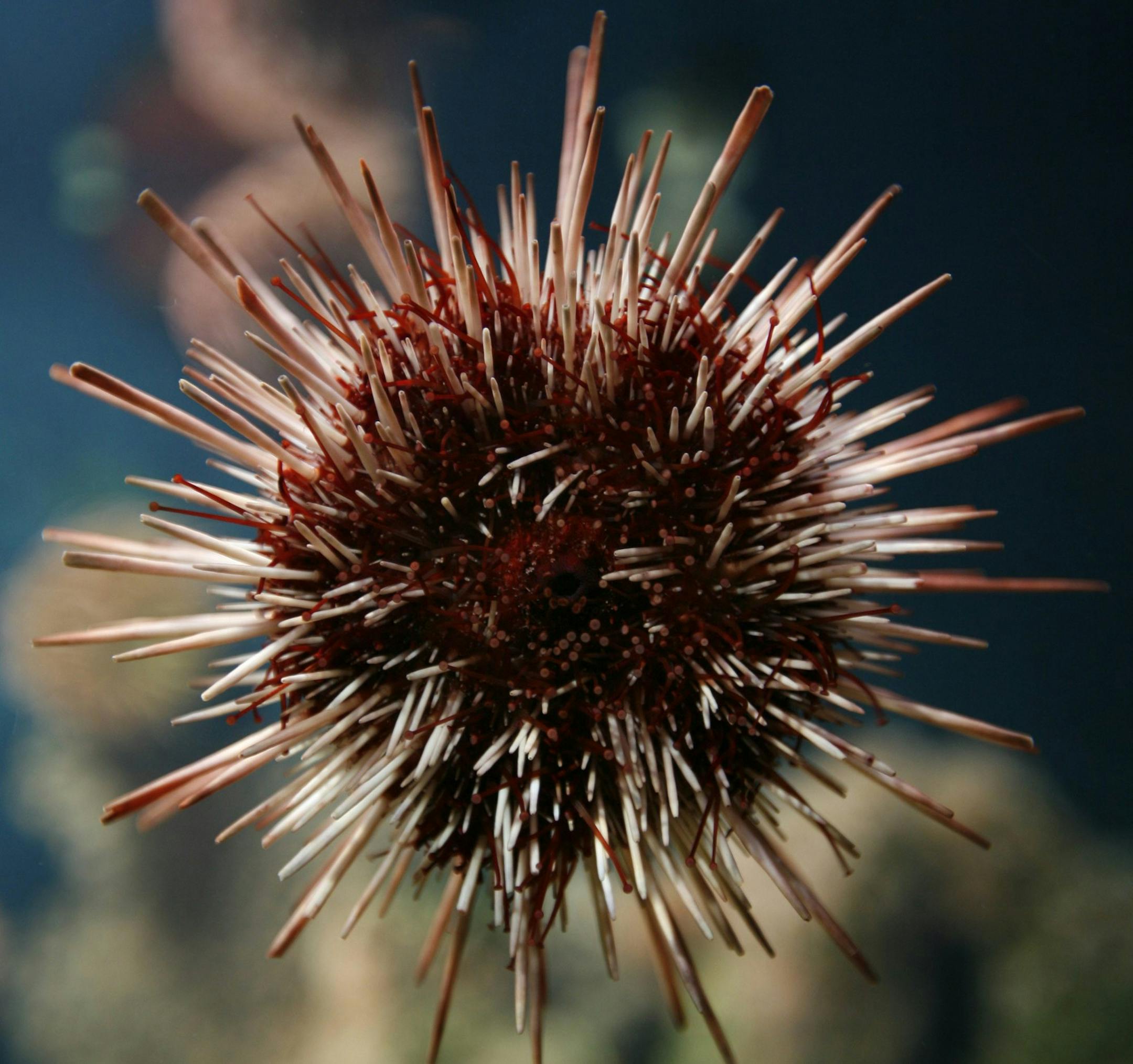 A sea urchin (echinoidea) swims in an aquarium in the Vivarium in the zoo in Basel, Switzerland on Wednesday, December 12, 2007. (KEYSTONE/Georgios Kefalas) ORG XMIT: BAS113 ZOL