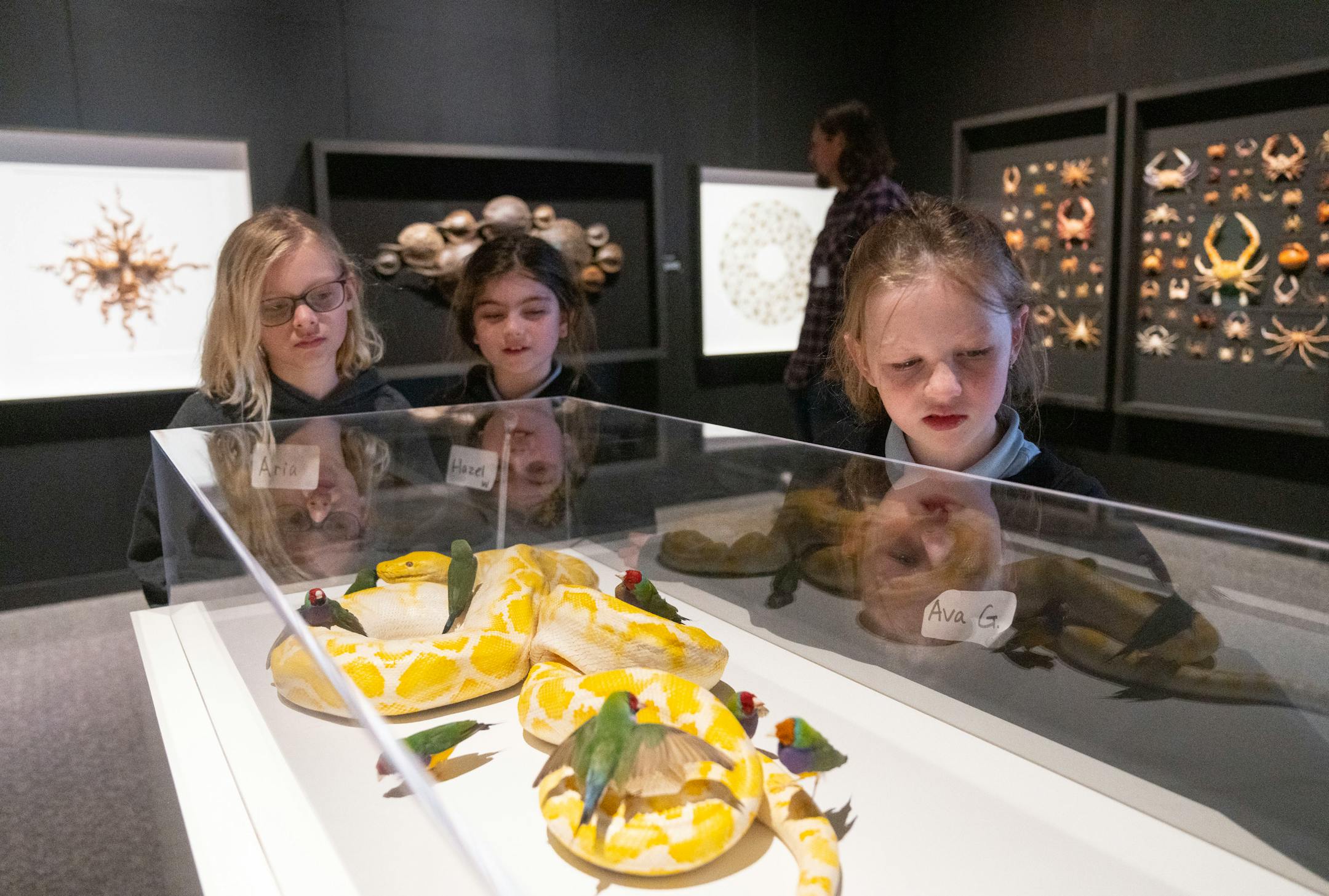 Aria Mechtenberg, Hazel Wilson and Ava Gehrman, left to right, check out a snake in the Exquisite Creatures exhibit.