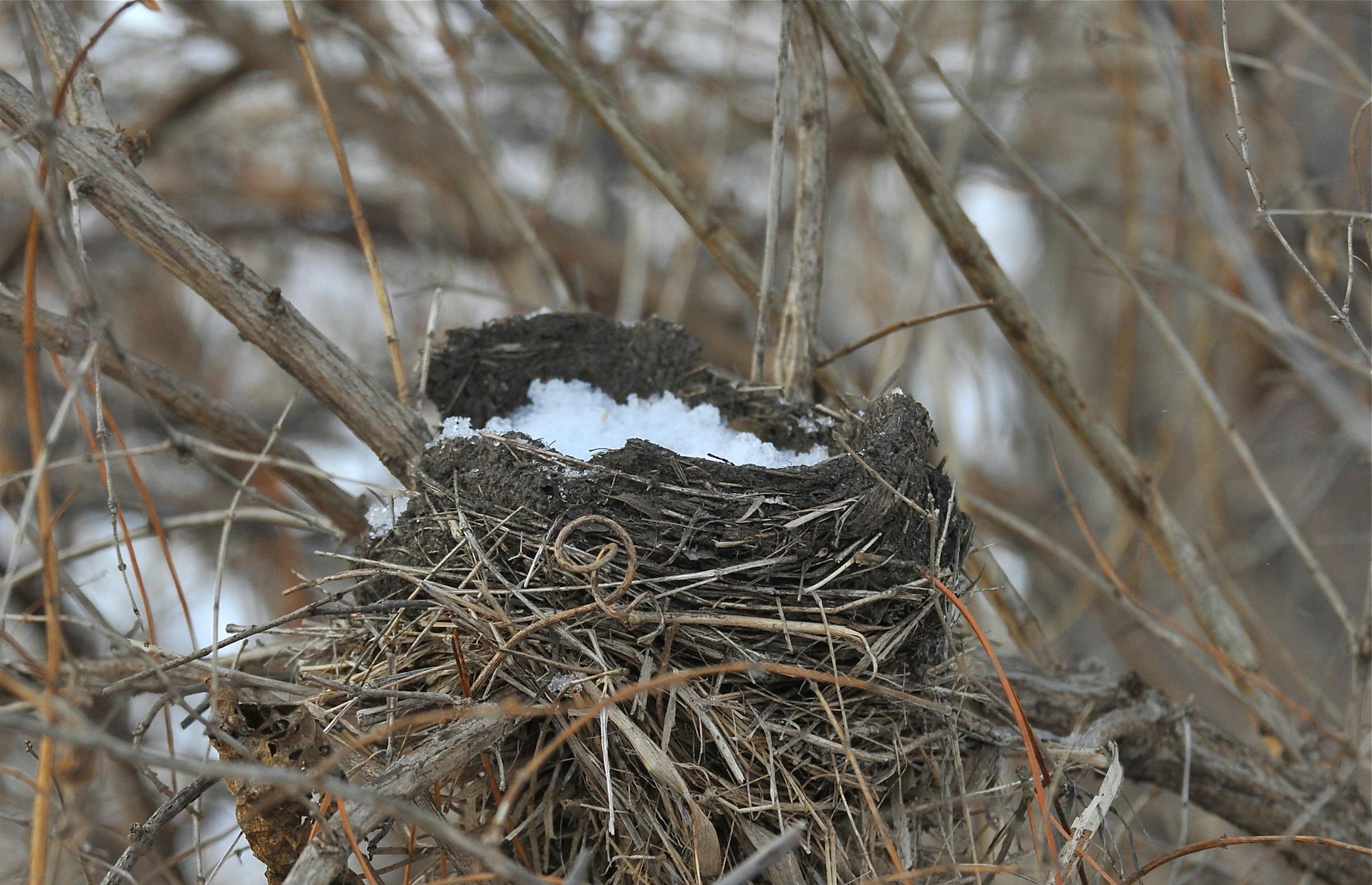Once leaves fall from trees and shrubs, it’s easy to see where songbirds nested last summer. Birds use their nests only once and will build new structures this spring. credit: Jim Williams