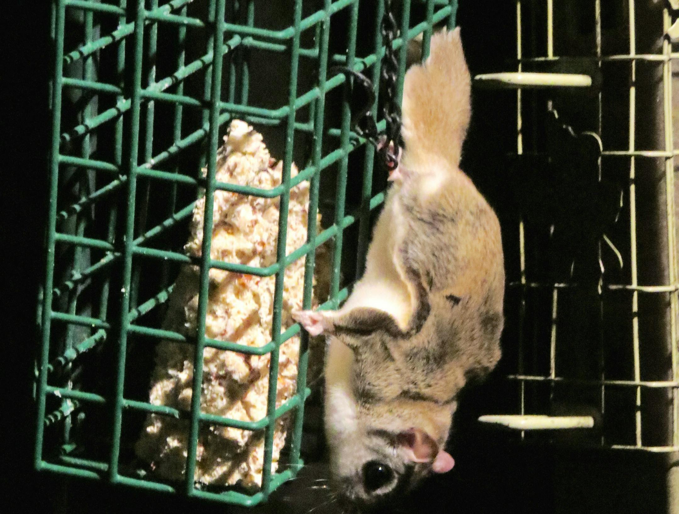 Flying squirrels enjoy a suet treat in Cathy Olyphantís backyard. (Photo by Cathy Olyphant)