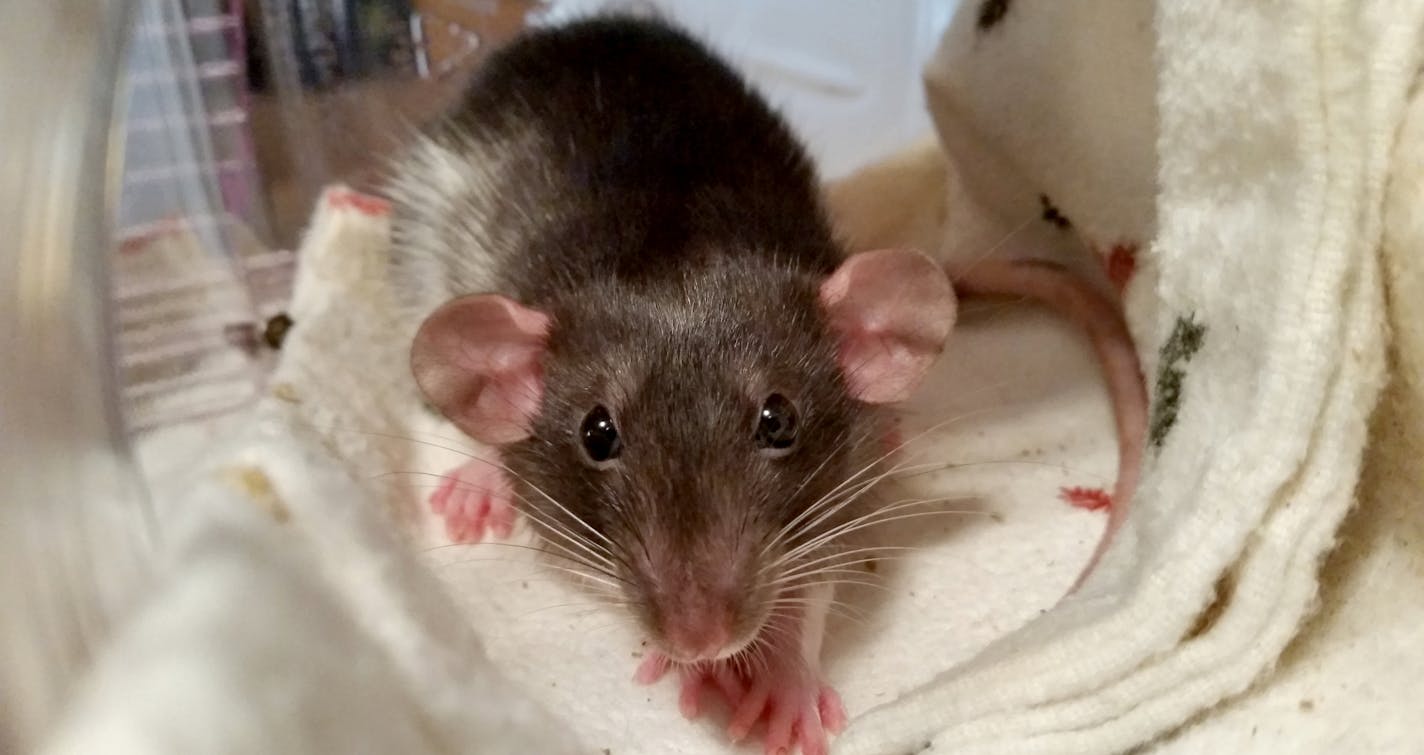 This is Haiku a rat owned by Amy Pass of Minneapolis. Pass bought Sonnet and Haiku, both females, from a breeder in Minnesota where no infected rats were found.