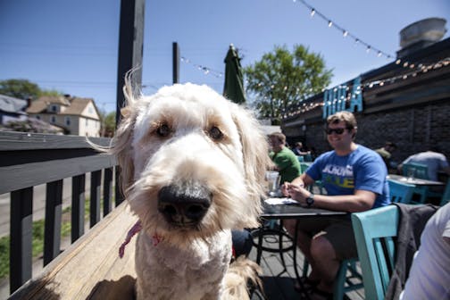 Mika the Golden Doodle waits patiently in her seat on the Hola Arepa dog-friendly patio in Minneapolis May 9, 2015. (Courtney Perry)