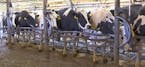 In this June 8, 2018 image taken from video, cows are milked at a dairy farm at the University of California, Davis, in Davis, Calif., where researche
