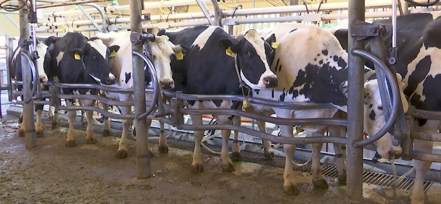 In this June 8, 2018 image taken from video, cows are milked at a dairy farm at the University of California, Davis, in Davis, Calif., where researchers are feeding seaweed to dairy cows in a bid to make cattle more climate-friendly. UC Davis is studying whether adding small amounts of seaweed to cattle feed can help reduce their emissions of methane, a potent greenhouse gas that's released when cattle burp, pass gas or make manure. (AP Photo/Terry Chea)