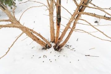 Rabbits made short work of an apple tree's bark during a long winter