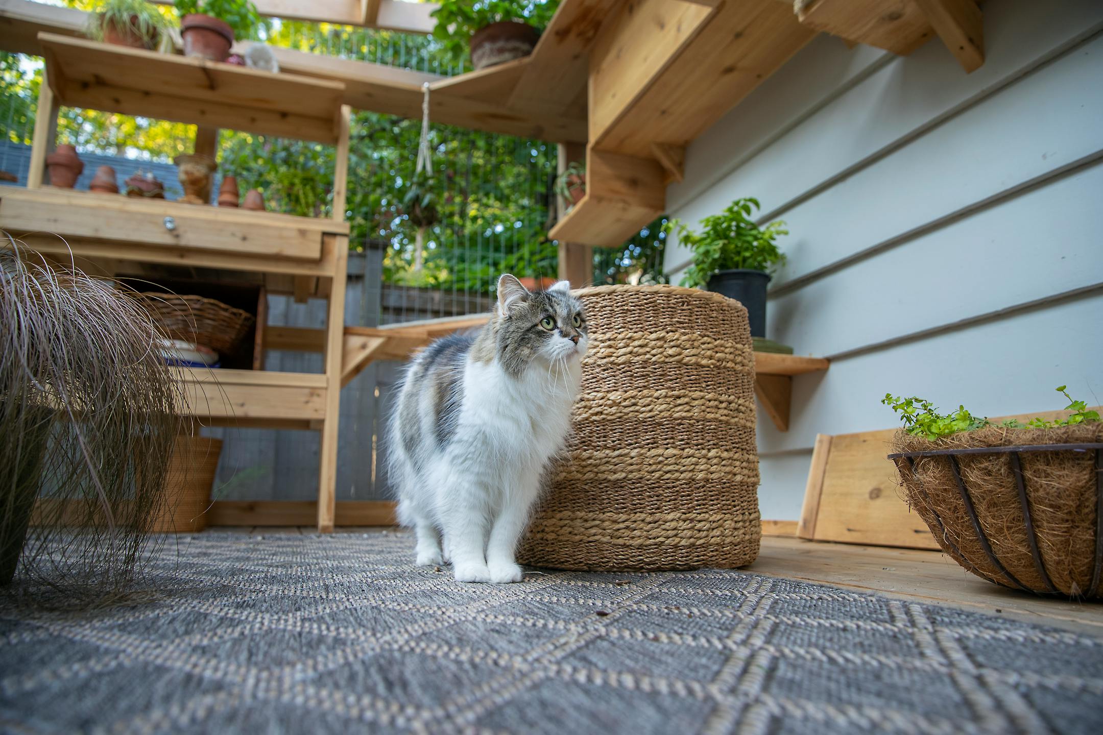 "Coco" made her way through her very own three-season room, Thursday, September 5, 2019 in Edina, MN. The enclosure, connected to the back of the garage, is a three-season oasis connected to the main house with a stylish breezeway. It cost about $20,000 to make. ] ELIZABETH FLORES • liz.flores@startribune.com