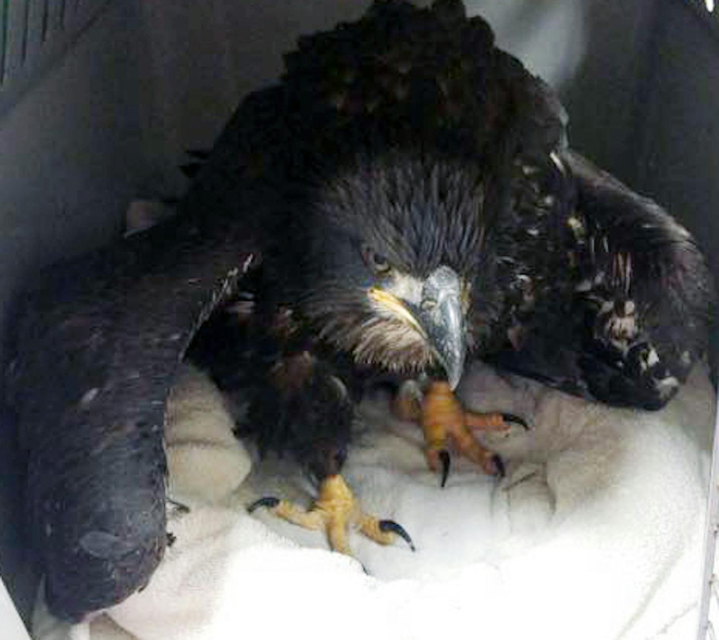 Jackie Gervais Galvin of Rush City, Minnesota, and Jason Galvin, put a wounded eagle in their dog kennel to transport it to the University of Minnesota Raptor Center after helping to free it from about four inches of rope that had snagged its talons in a tree on July 4, 2016. ORG XMIT: k1Sl4dspE1Mg4G2qnSmW