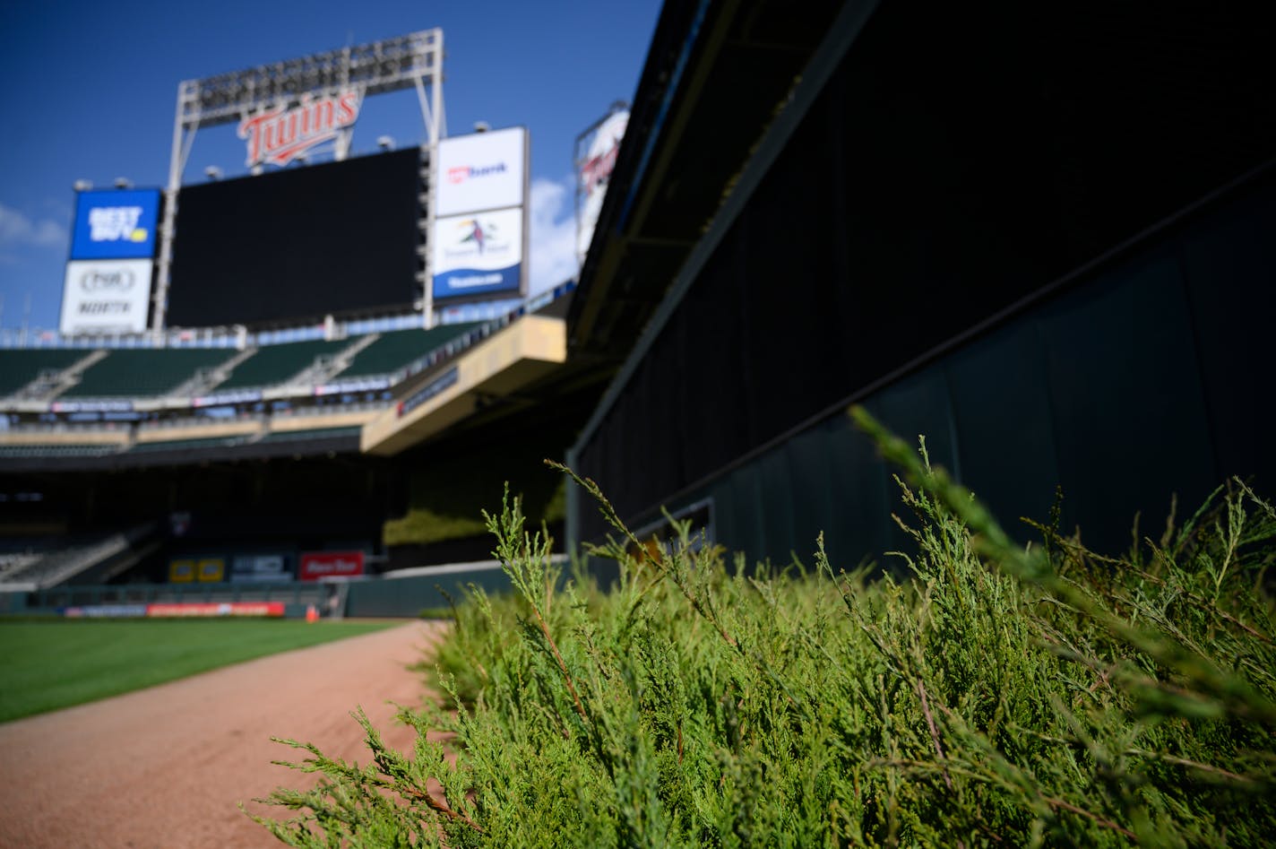 New juniper plants for the batters eye were laid out on the warning track in March.