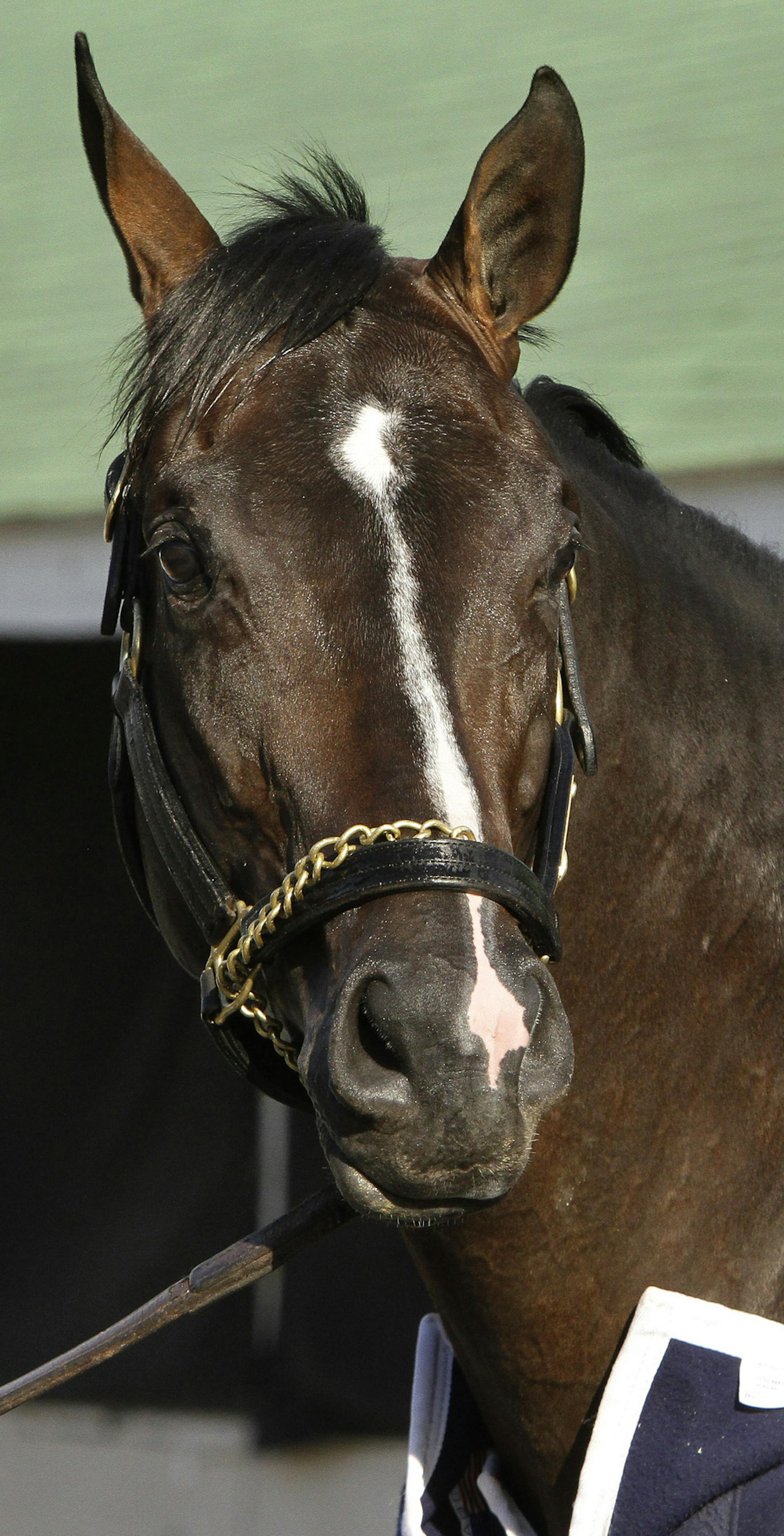 Kentucky Derby hopeful Verrazano stands outside his barn as he gets a bath following a morning workout at Churchill Downs in Louisville, Ky., Sunday, April 21, 2013. (AP Photo/Garry Jones) ORG XMIT: MIN2013042623023816