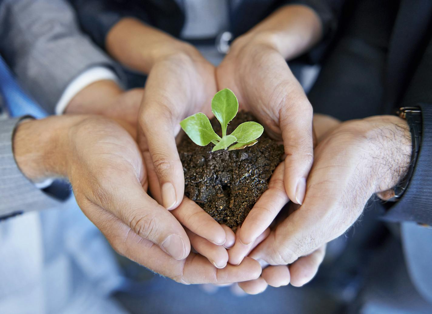 A young plant being held by two business professionals