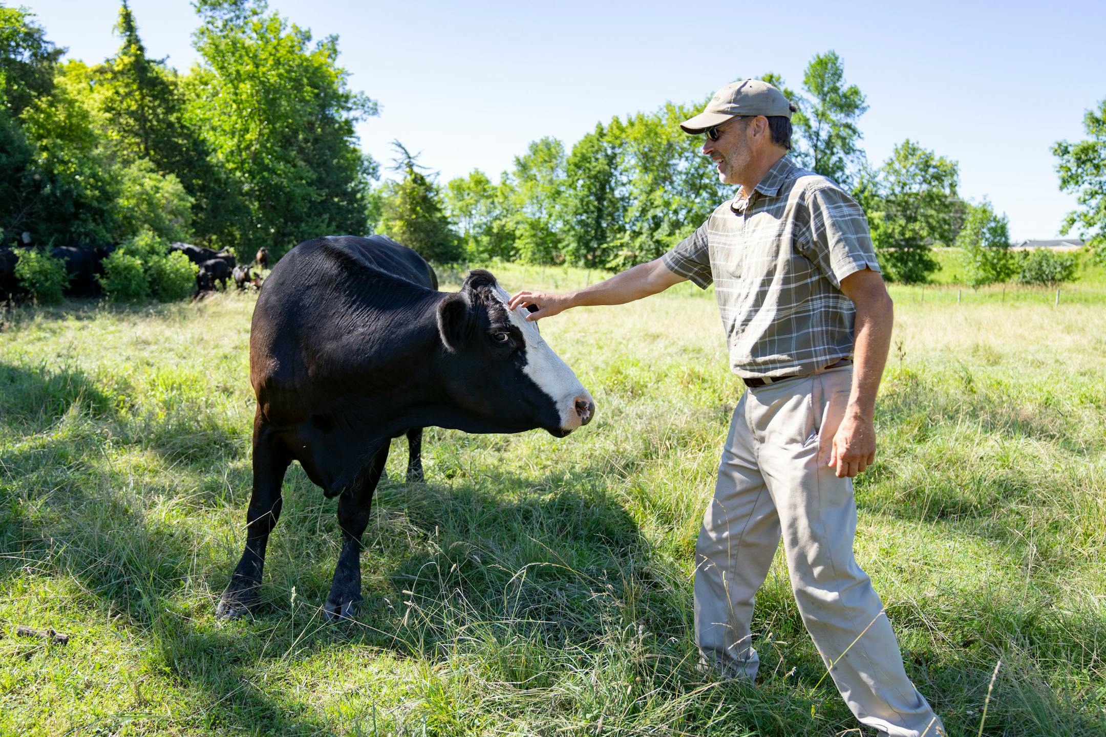 Max Gustafson checks on his cattle.