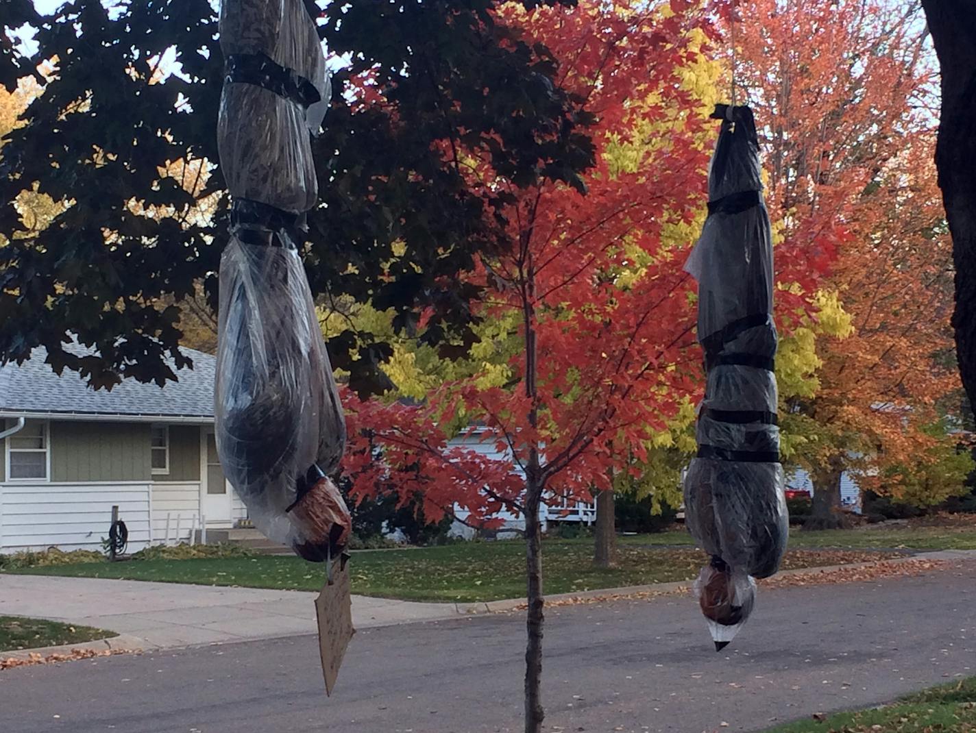 Some have complained about the realistic decorations, which hang near a school bus stop and across the street from a park playground.