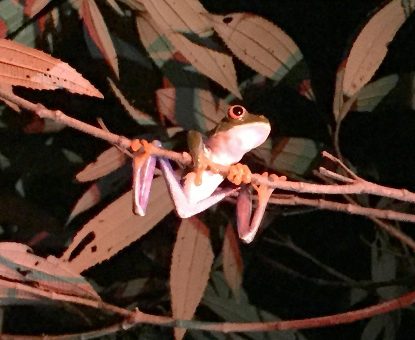 I took the photo during a guided hike in the early evening at Arenal Volcano National Park in Costa Rica. This was taken during a guided hike to explore the lava flow from the 1968 eruption of the Arenal Volcano. The guide explained that once it was dark, we&#xed;d attempt to find frogs and that the Red Eyed Tree From is one of the 3 animal &#xec;symbols&#xee; of Costa Rica. We found this guy shortly after dark (around 6:00 pm in late January) sitting up in a tree. (Needless to say, both the fro