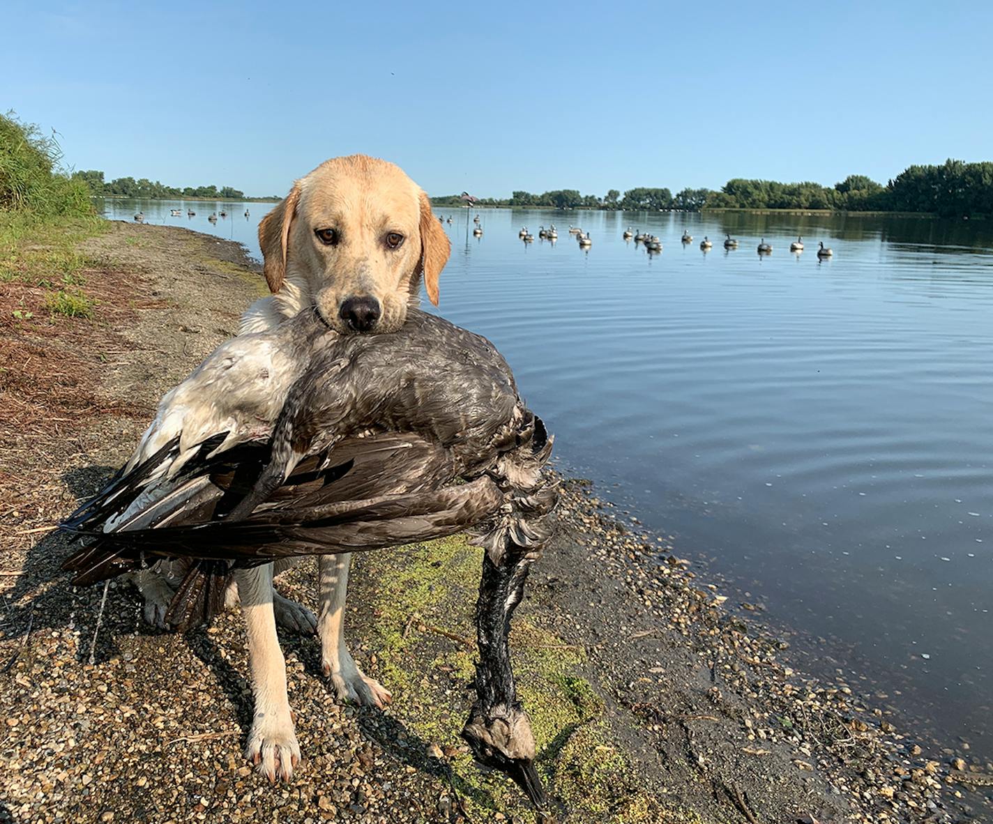 Fella, an 11-month-old Labrador retriever, with his first-ever goose — a bird he circled and barked at before retrieving in September.